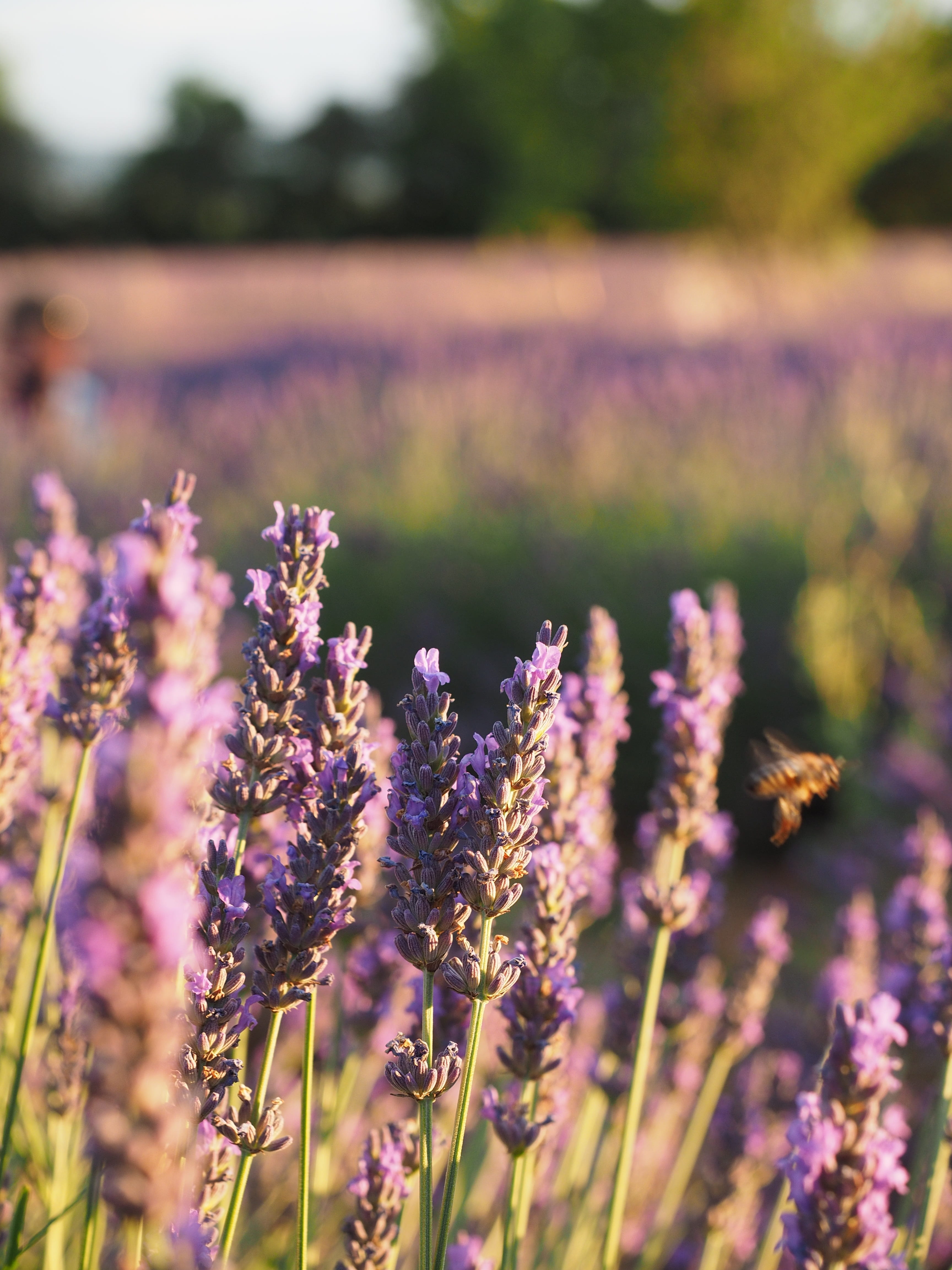 freshness, lavender, evening sun, outdoors, fragility, lavender flowers, tranquility, lavandula, flower, no people, growth, vulnerability, violet, france, Phone HD Wallpaper
