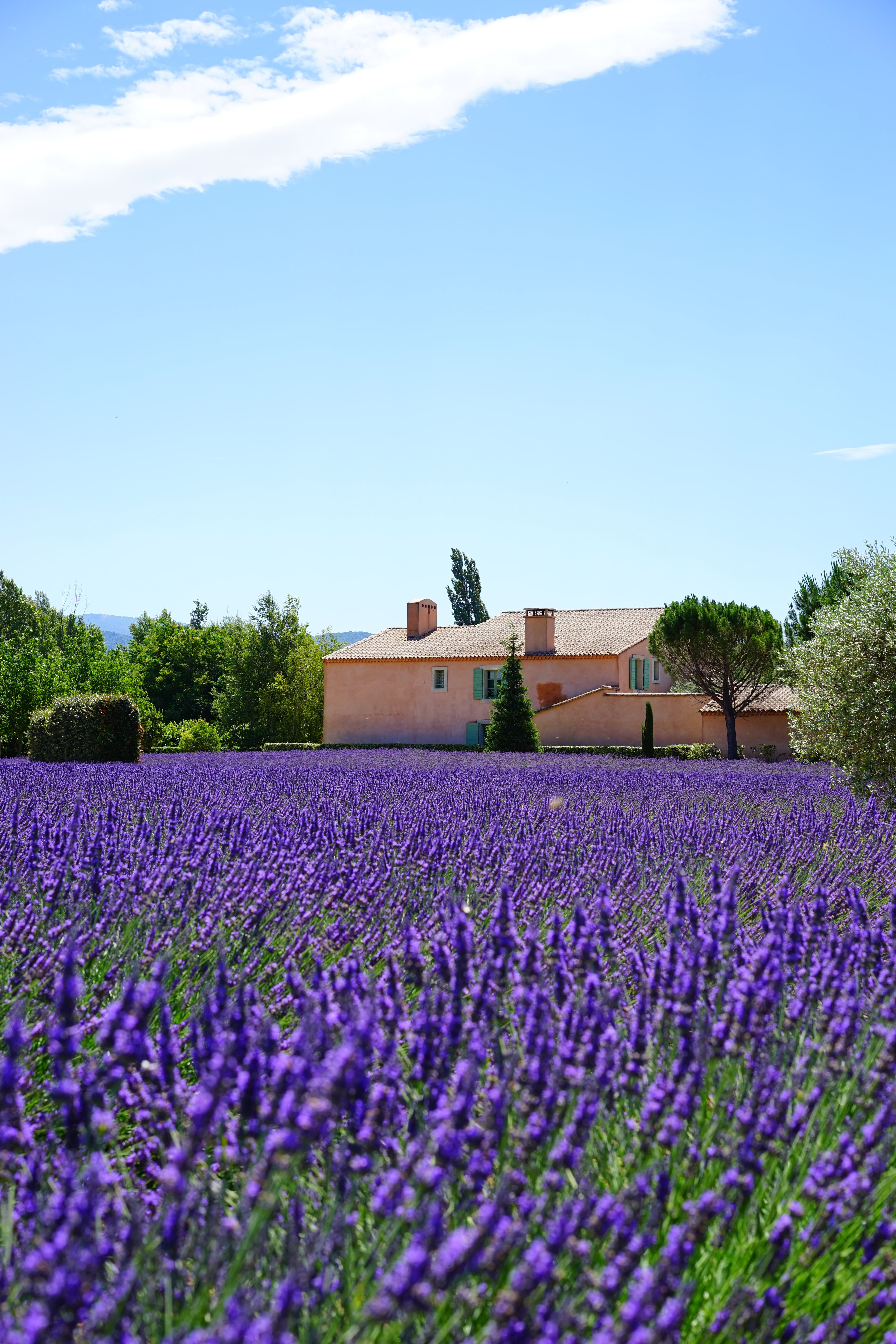lavender cultivation, beauty in nature, sky, garden flowers, aromatic, flower head, lavandula vera, dunkellia, meadow, lavandula officinalis, purple, scented plant, Phone HD Wallpaper