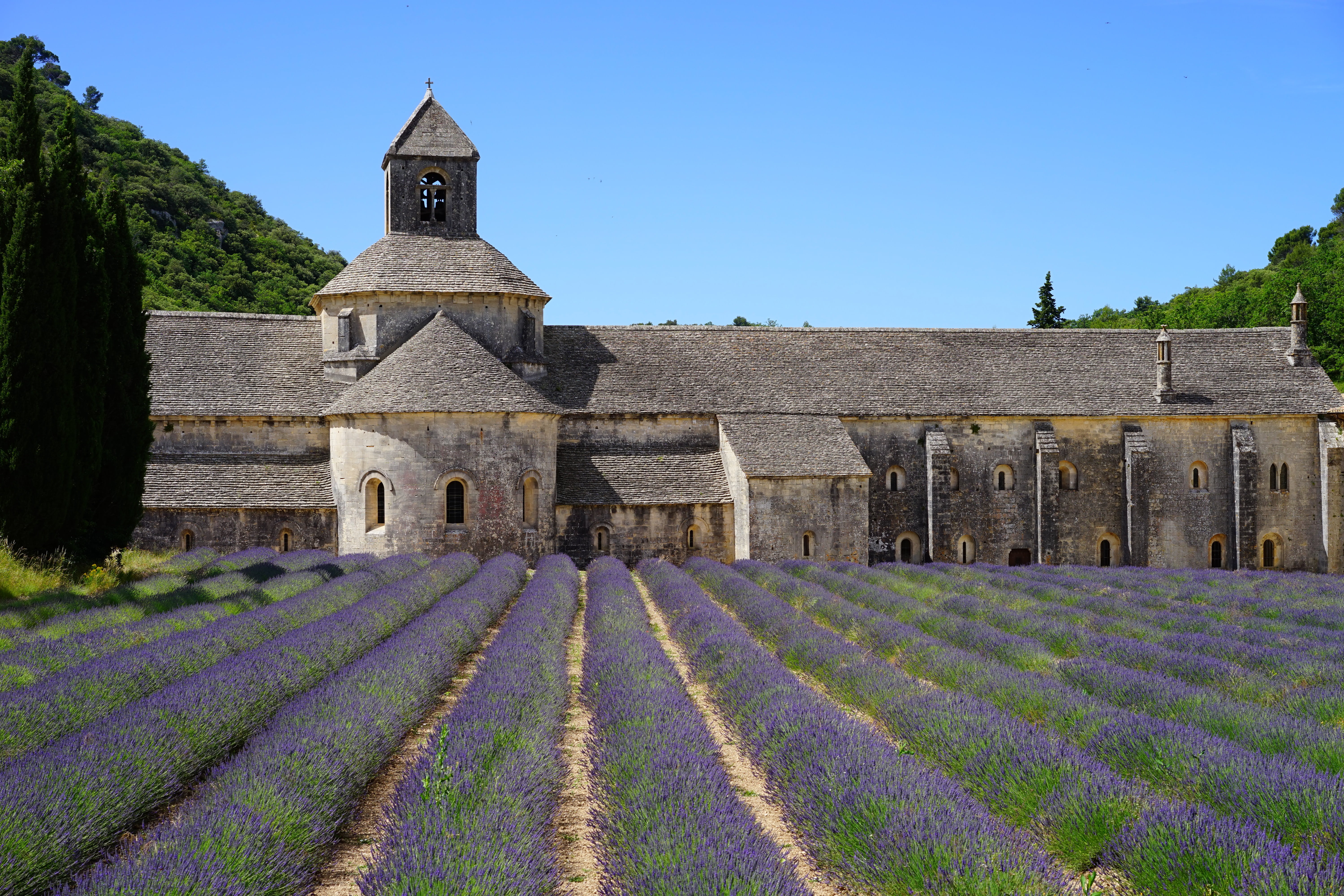 5K, religion, aromatic, aroma, wild plant, vaucluse, bed, crop, lavandula angustifolia, monastery, summer flowers, house, no people, fragrant, lavendula, HD Wallpaper