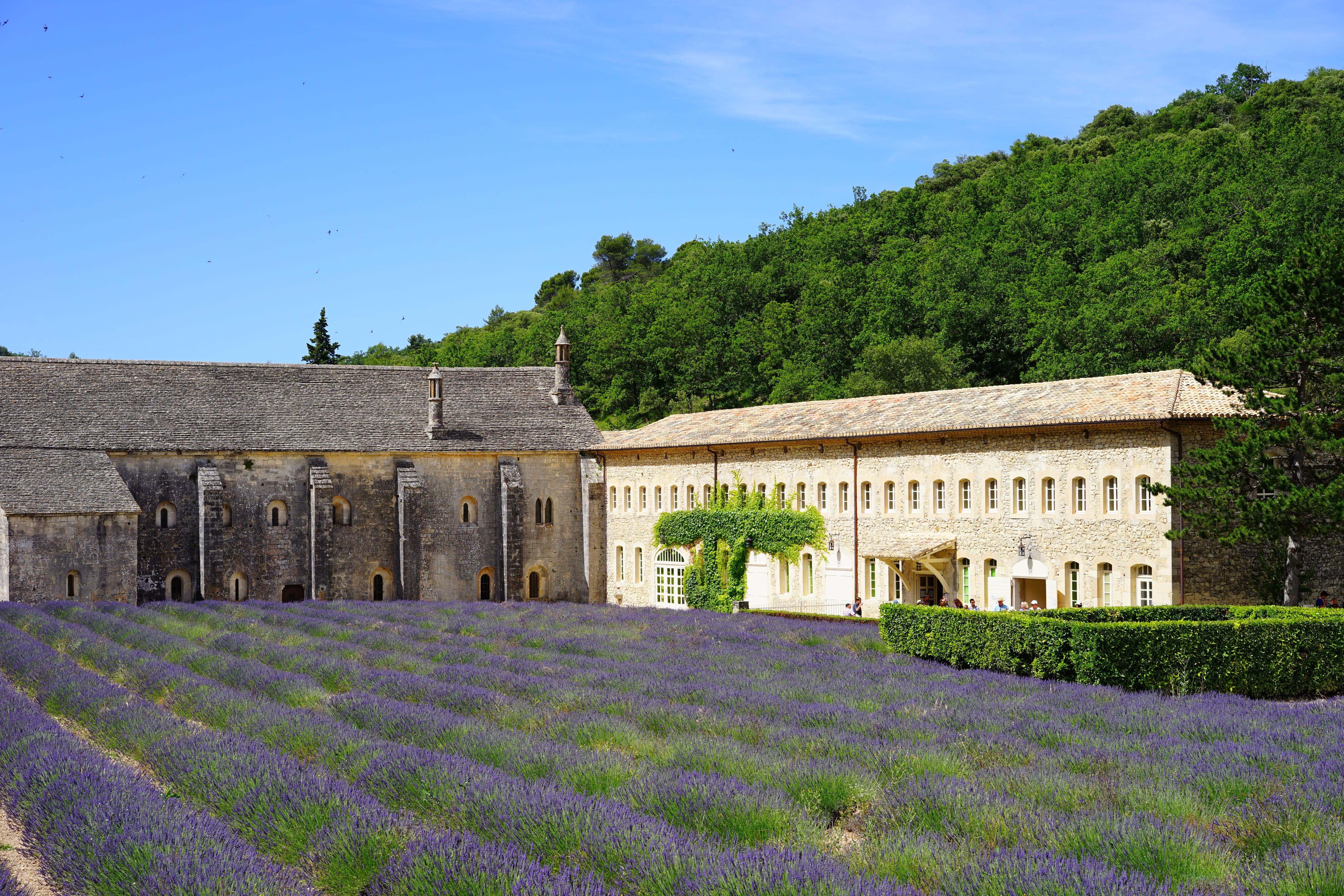 flora, homeopathy, lavandula officinalis, flower meadow, building, bistum avignon, no people, sénanque abbey, monastery, tree, the order of cistercians, HD Wallpaper