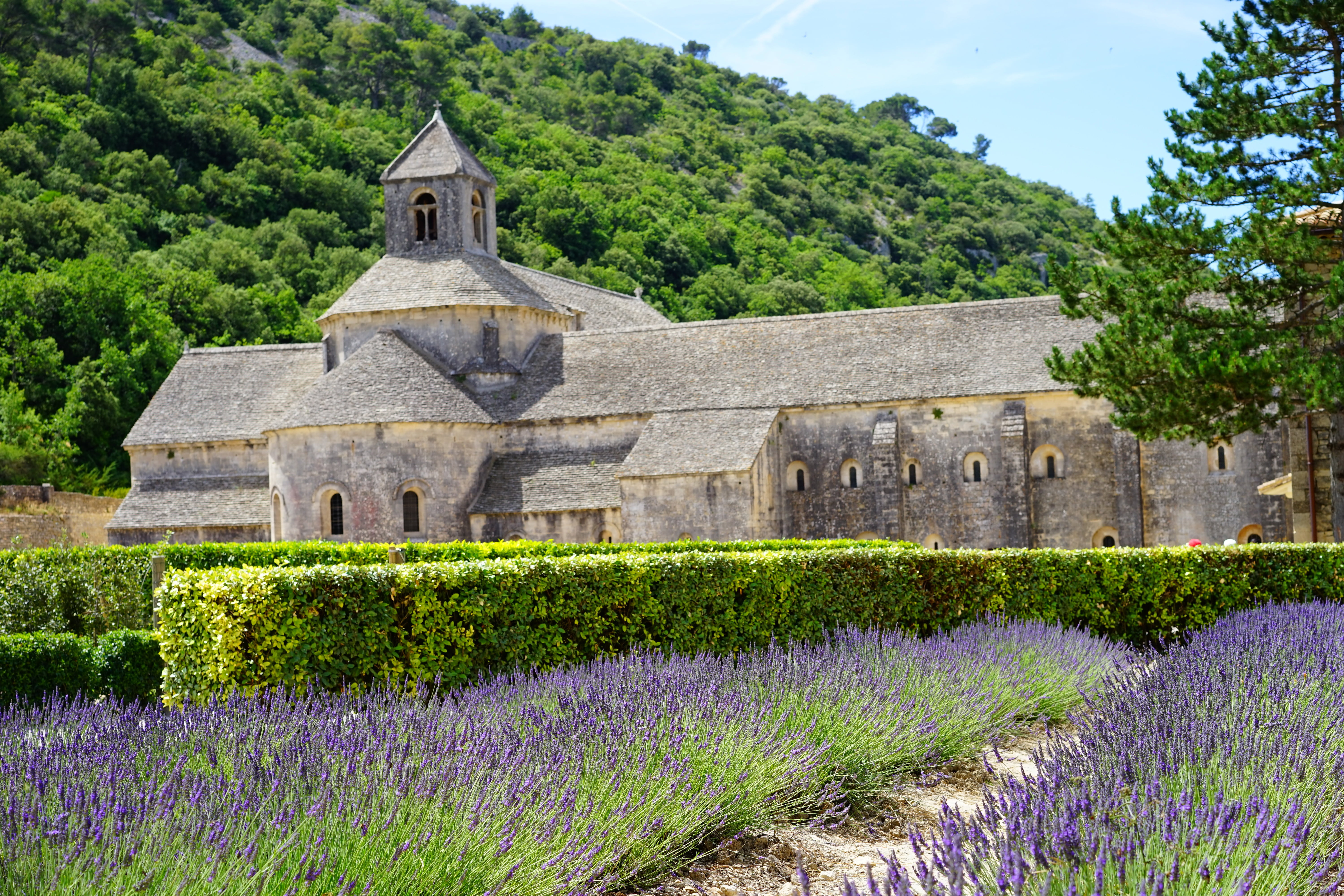 wildblue, crop, true lavender, fragrant, lavandula angustifolia, abbey, narrow leaf lavender, lamiaceae, lavendula, 5K, notre dame de sénanque, flower meadow, HD Wallpaper