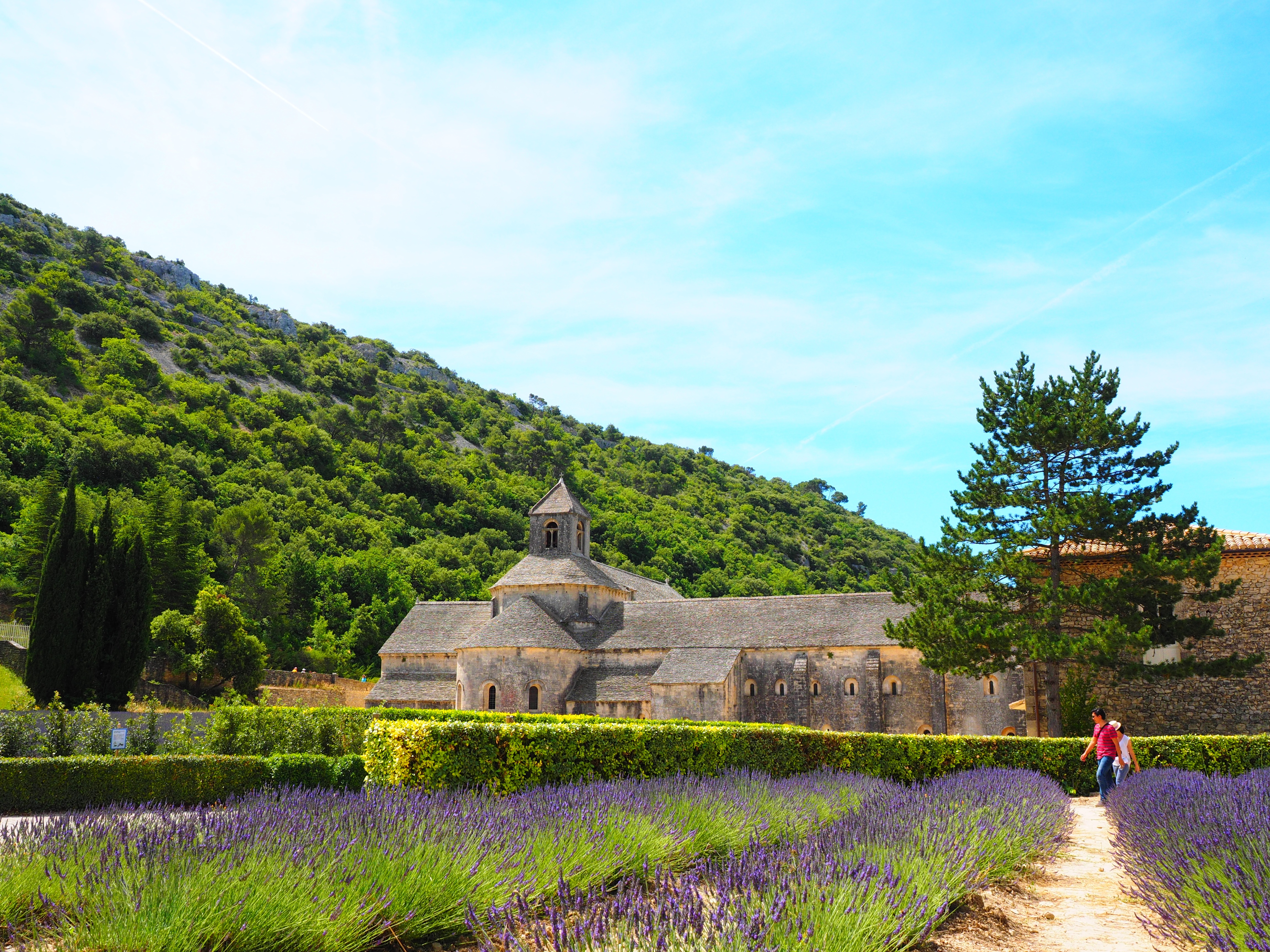 lavender blossom, lavendula, built structure, old, bistum avignon, summer, garden flowers, botany, bed, abbaye de sénanque, nature, garden, summer flowers, HD Wallpaper