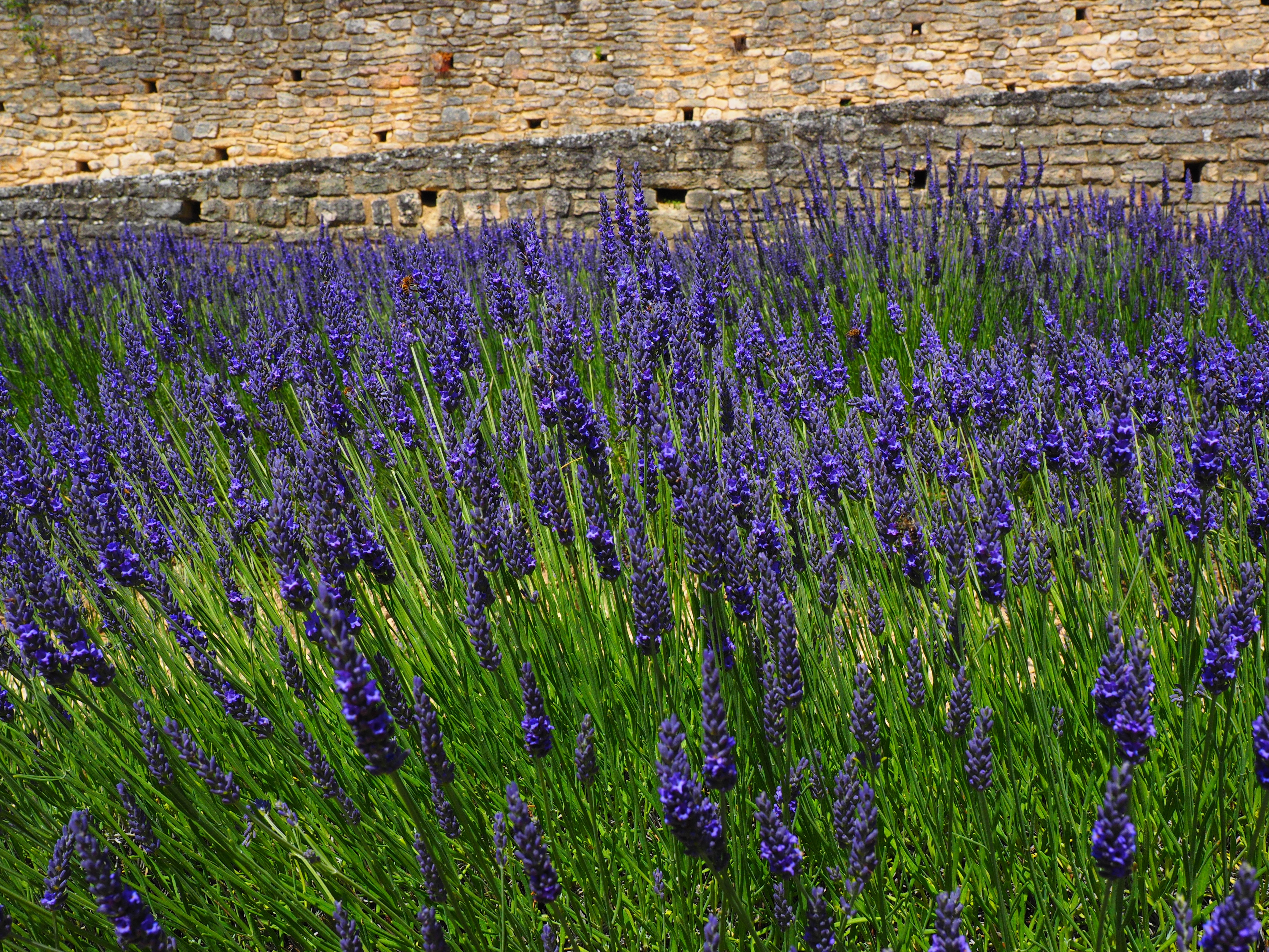 green, aromatic, decorative, lavendula, field, plant, lamiaceae, no people, summer flowers, fragrance, flower meadow, herbs, fragility, fragrant, flowers, HD Wallpaper