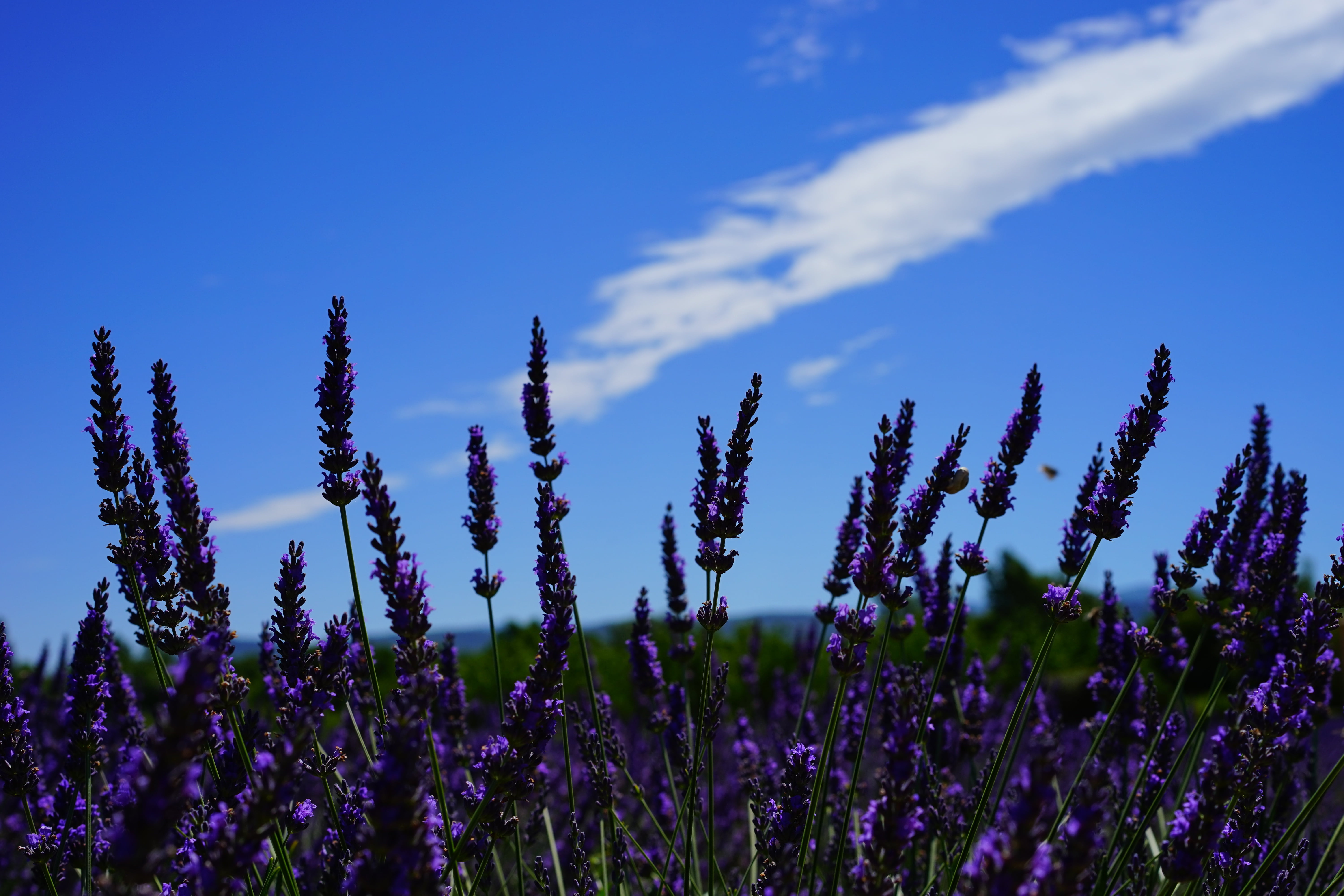 freshness, flowering plant, day, homeopathy, crop, flower, fragility, botany, floral, lavendula, aromatic, lavender, purple, beauty in nature, lamiaceae, HD Wallpaper