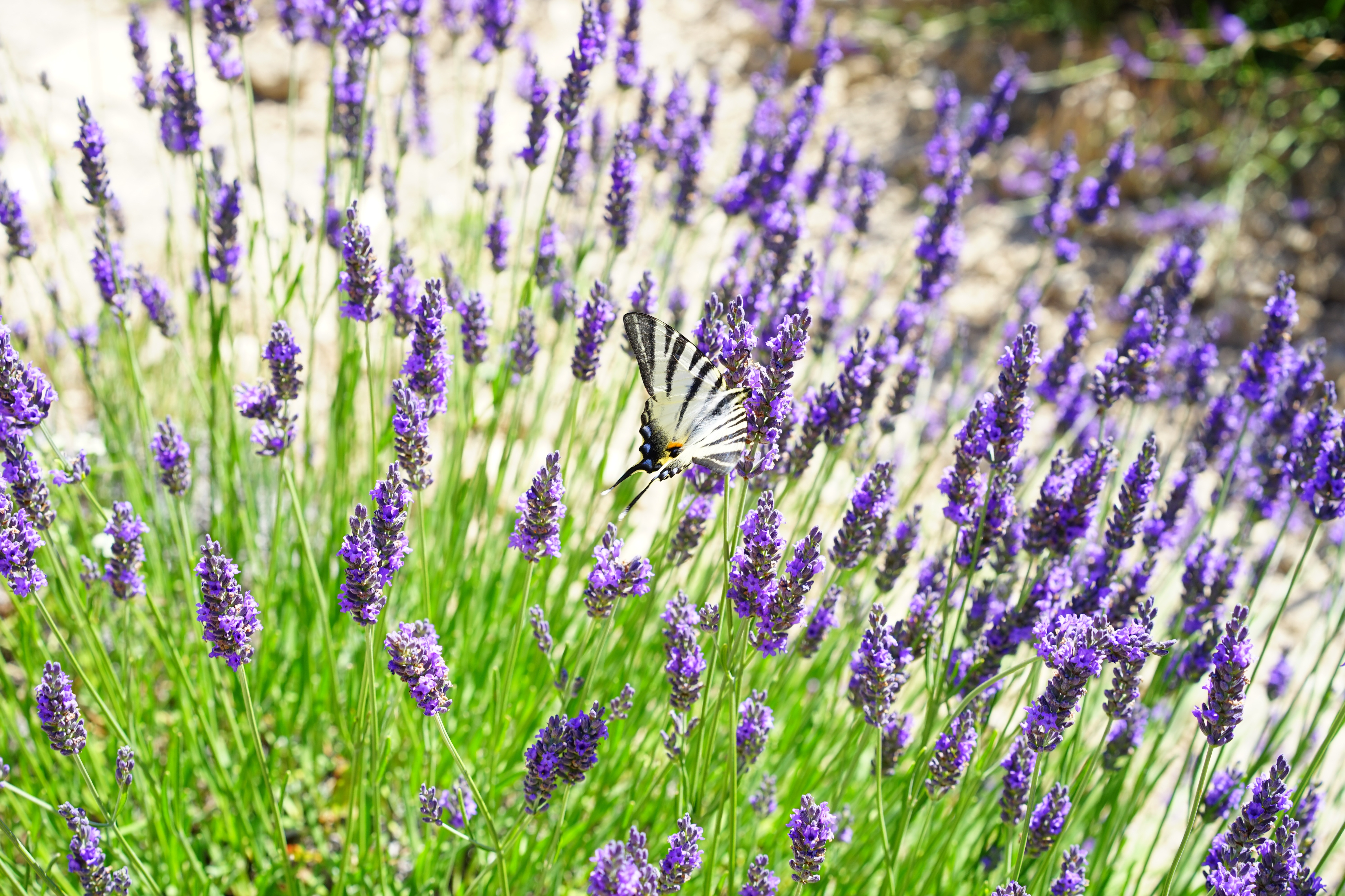 animal wildlife, flowering plant, decorative, no people, green, floral, flowering, lavender flowers, growth, flowers, outdoors, wildblue, lavandula angustifolia, HD Wallpaper