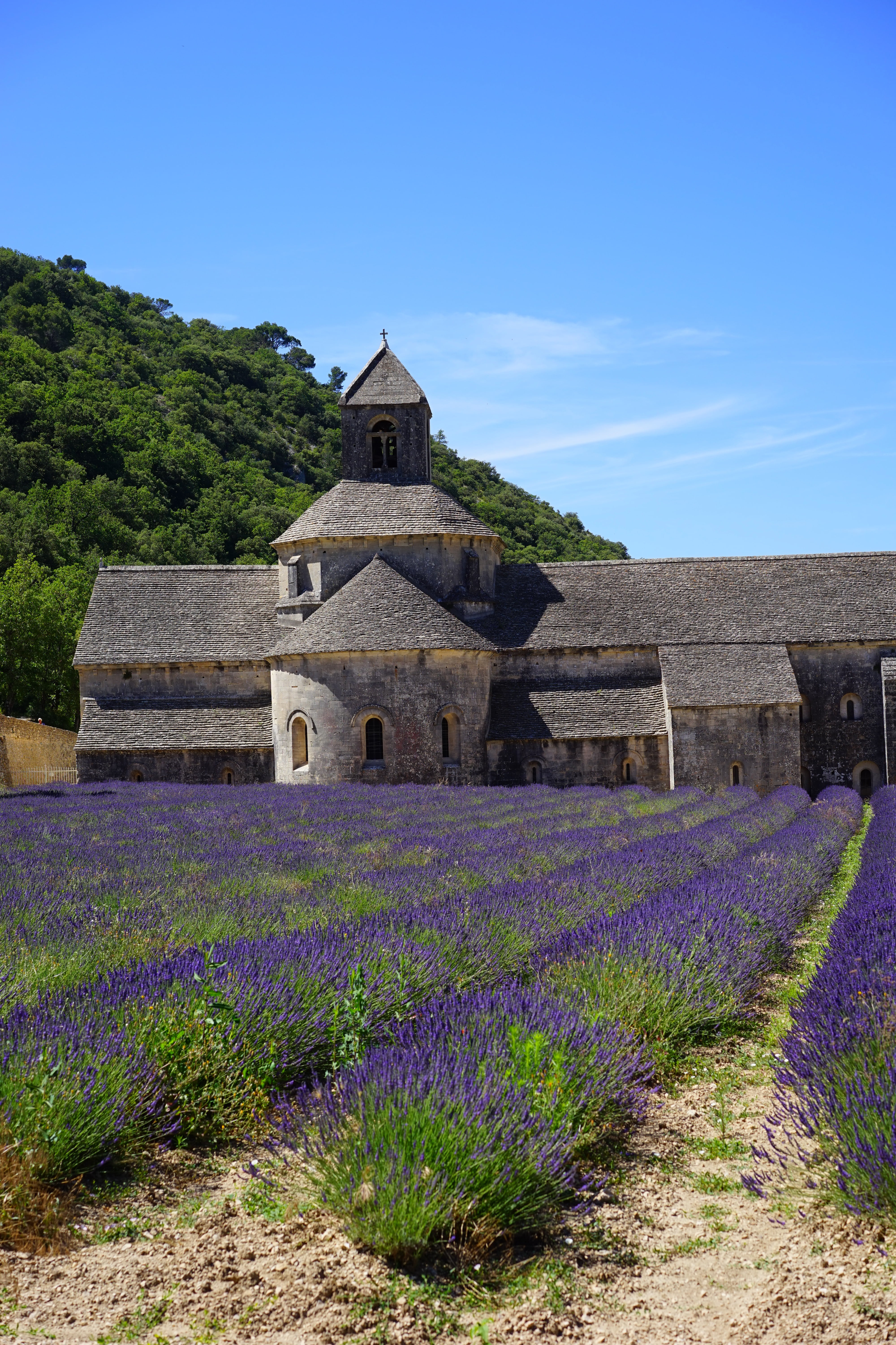 summer flowers, zisterzienser, sky, lavendula, gordes, crop, no people, provence, flower, lavandula vera, landscape, religion, fragrant, architecture, building exterior, Phone HD Wallpaper
