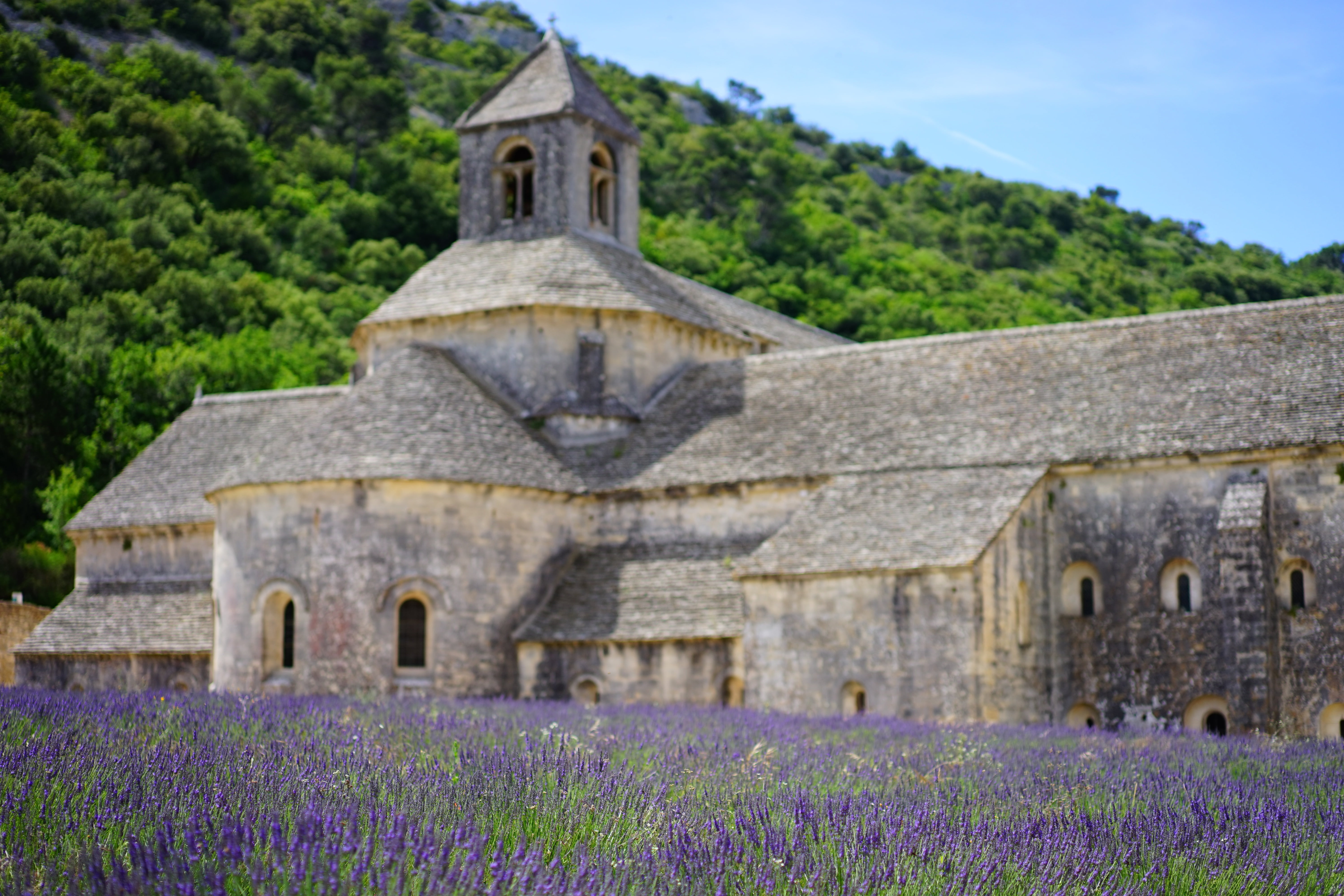 garden, agriculture, abbey, true lavender, lavender meadow, cottage garden, lavender field, church, abbaye de sénanque, petals, gray, landscape, france, HD Wallpaper