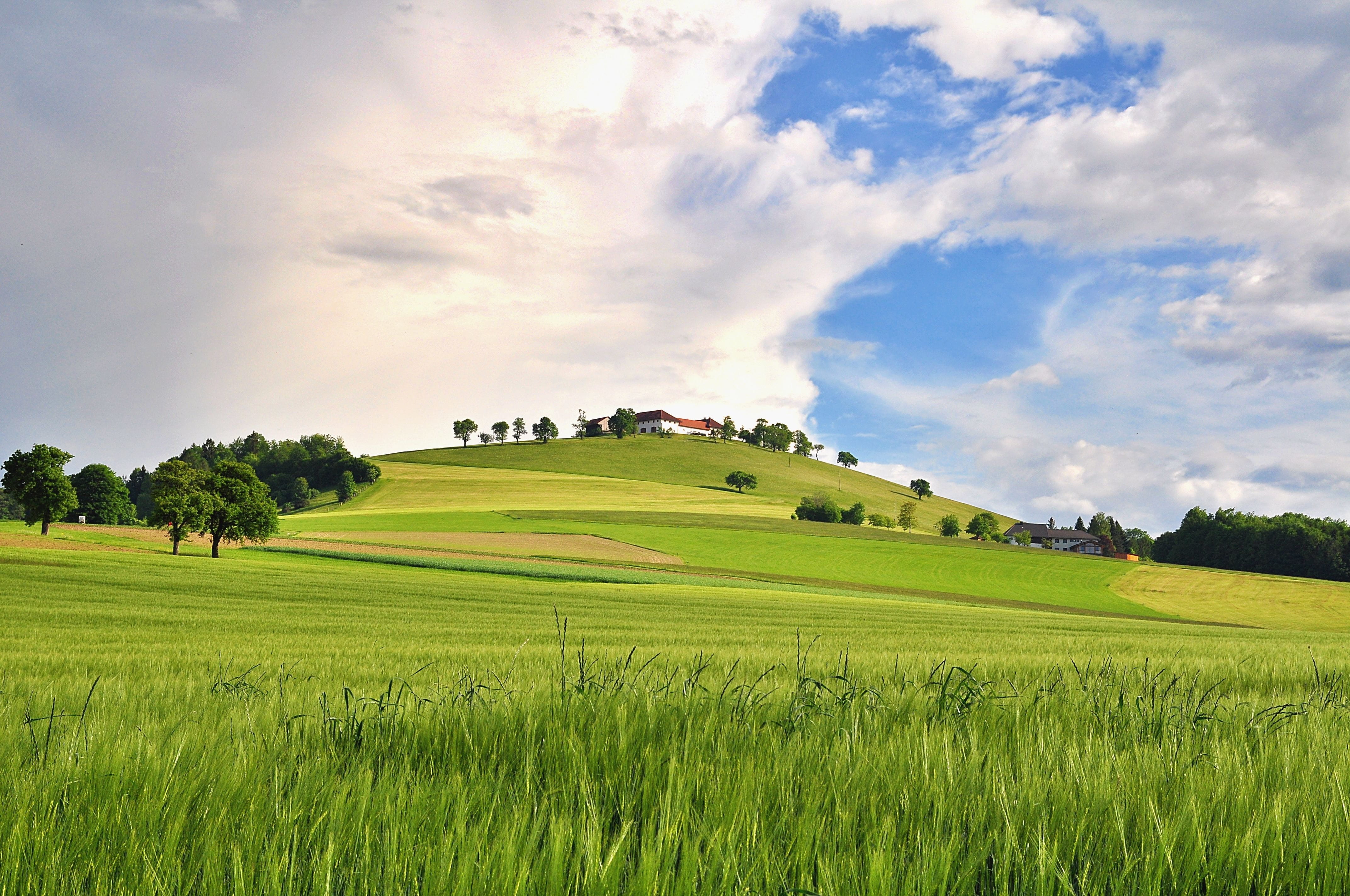 environment, reported, rural scene, hill, outdoors, spring, rolling landscape, no people, grass, cereal plant, 4K, nature, fields, beauty in nature, agriculture, HD Wallpaper