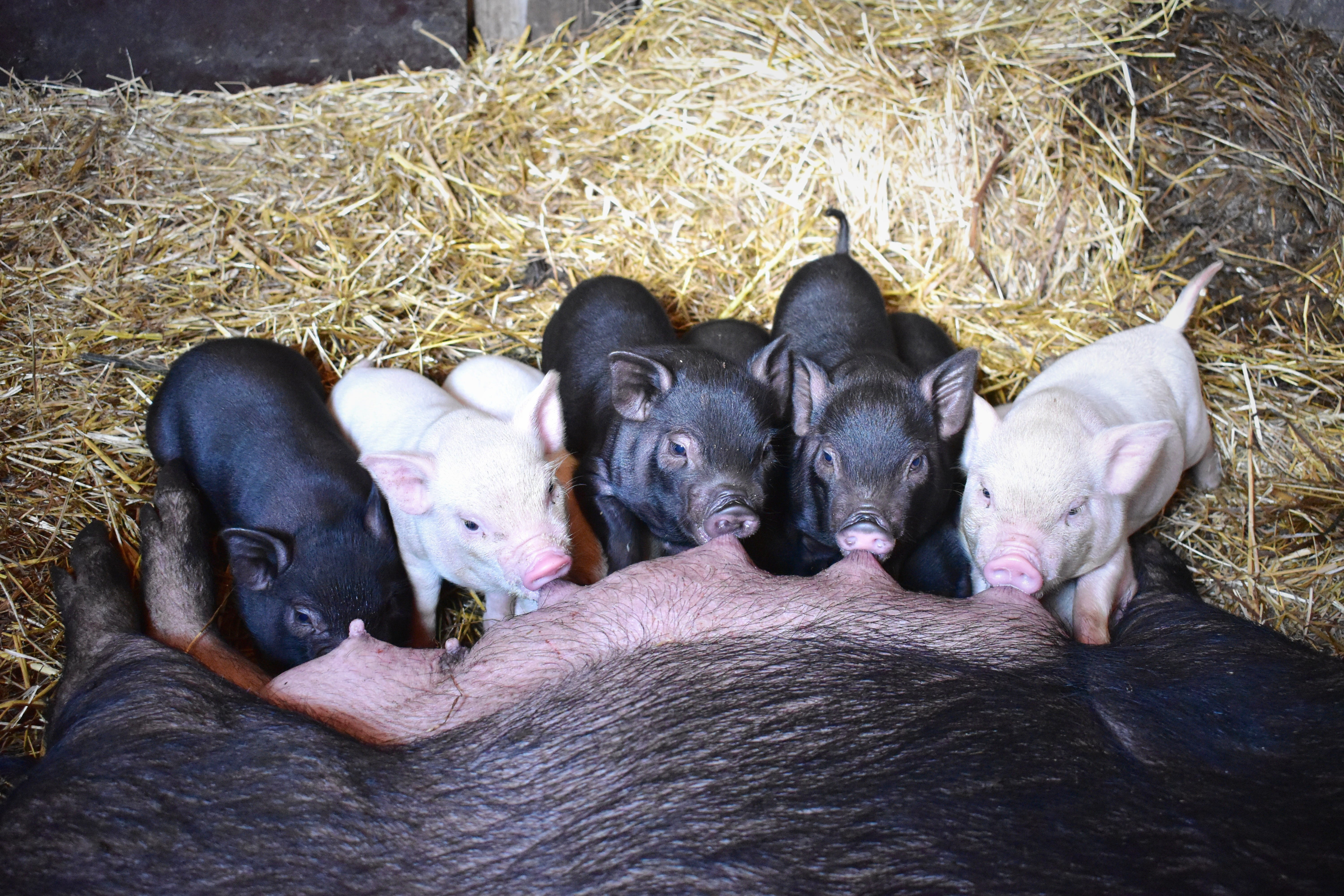 farmhouse, pets, animal themes, no people, 5K, group of animals, piglets, barn, animal family, mammal, dog, piglet, sleeping, pig, animal, indoors, livestock, HD Wallpaper