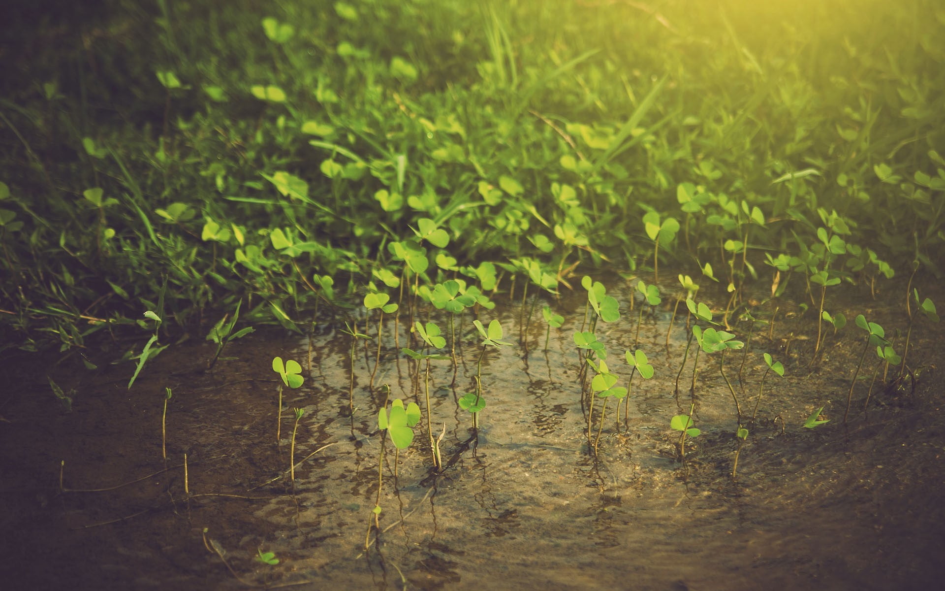 plants, 1080P, selective focus, plant, land, leaf, water, no people, tranquility, forest, outdoors, day, green, daytime, swamp, green color, lake, vine, HD Wallpaper