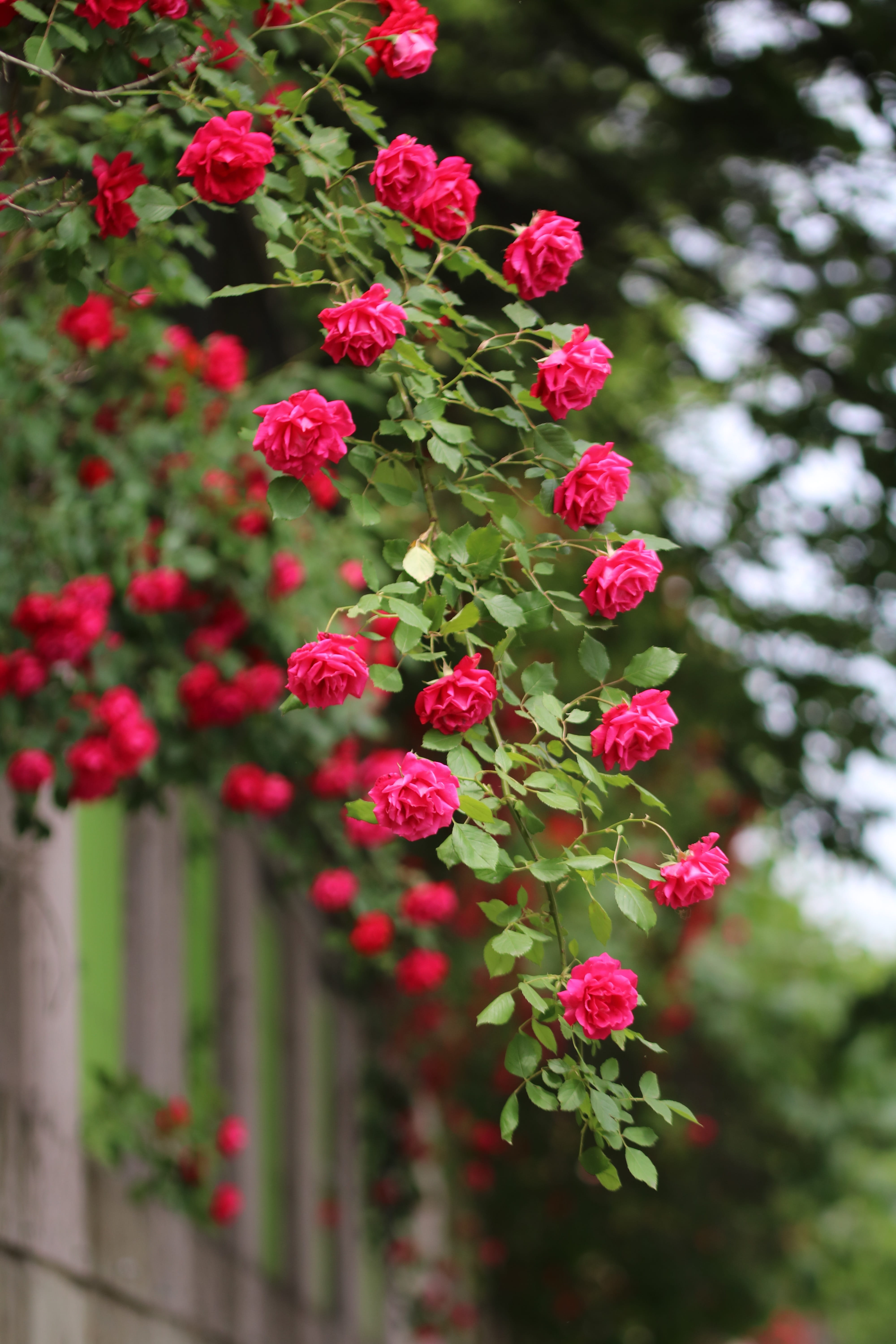 vulnerability, no people, flower head, rose vine, rose, plants, pink color, tree, outdoors, freshness, beautiful, focus on foreground, red roses, growth, Phone HD Wallpaper