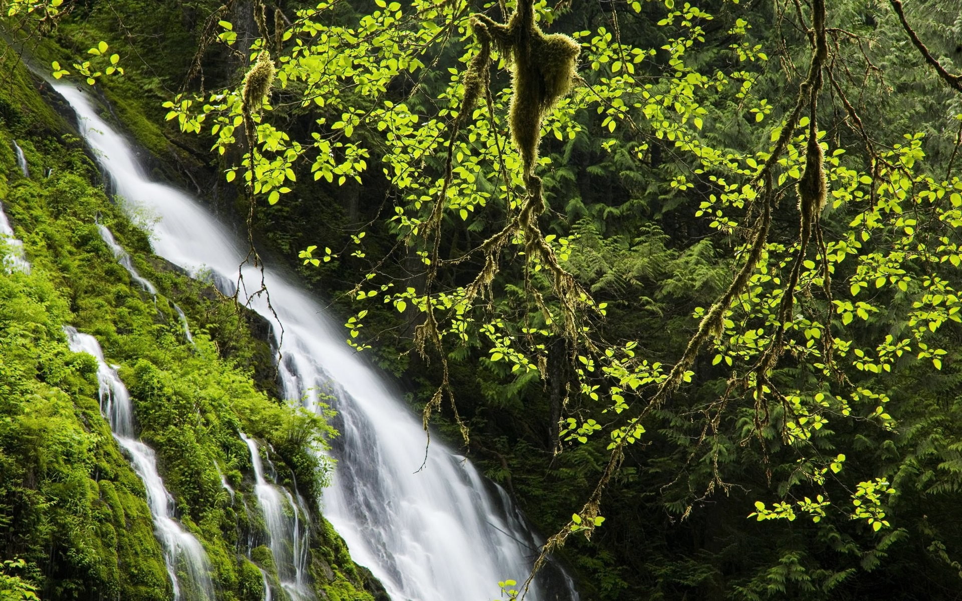 waterfall, 1080P, vines, forest, landscape, nature, HD Wallpaper