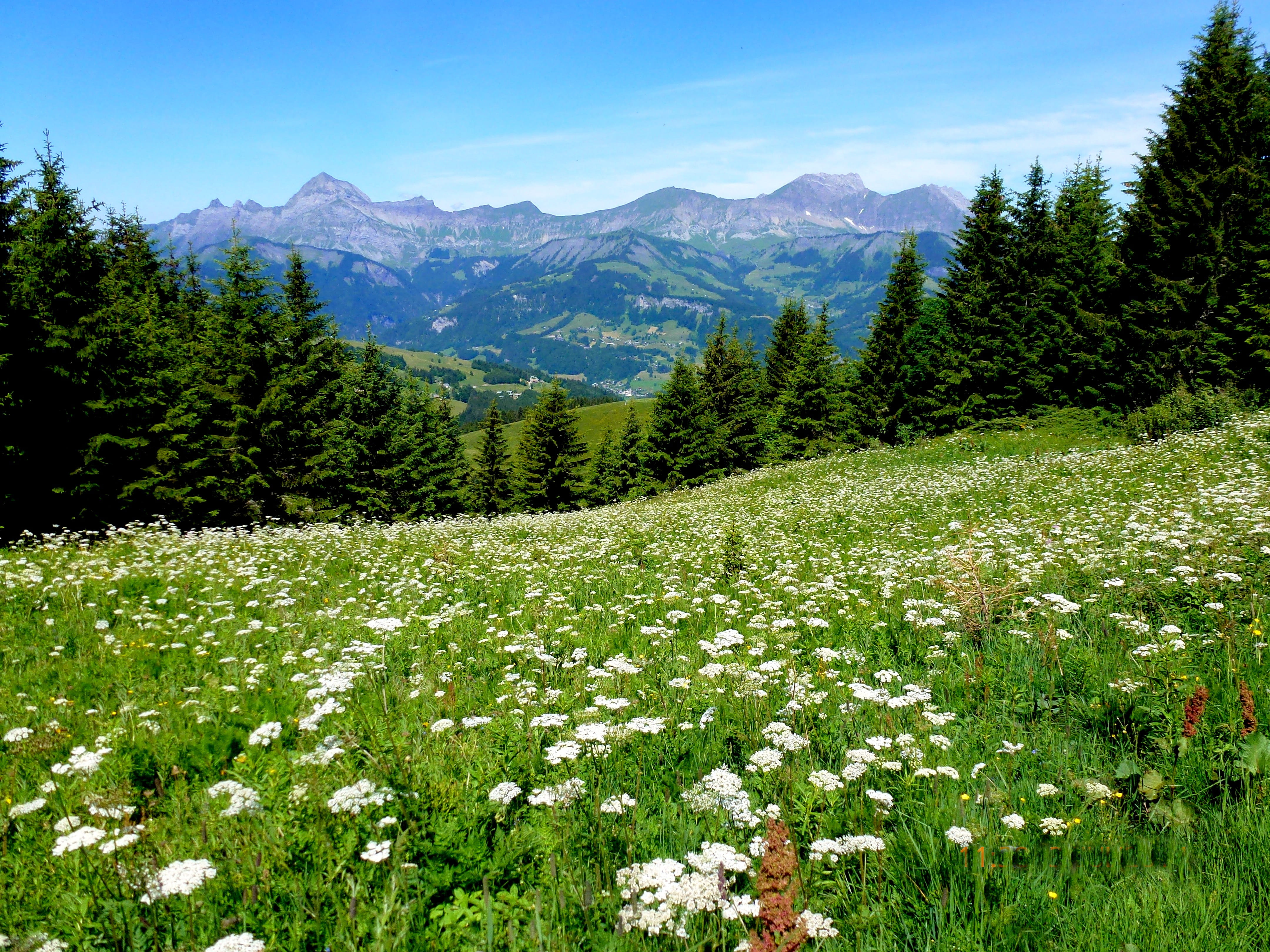 field, non-urban scene, landscape, scenics - nature, mountains, alpine, panorama, plant, 4K, flowering plant, no people, view, tree, land, day, freshness, HD Wallpaper
