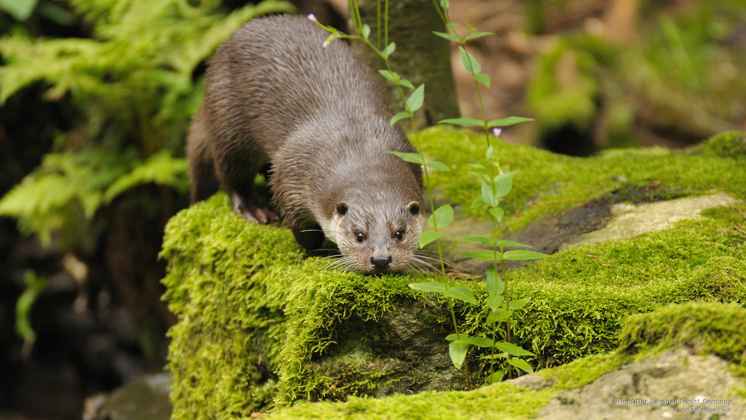 germany, forest, Animals, 2K, river, bavarian, otter, HD Wallpaper