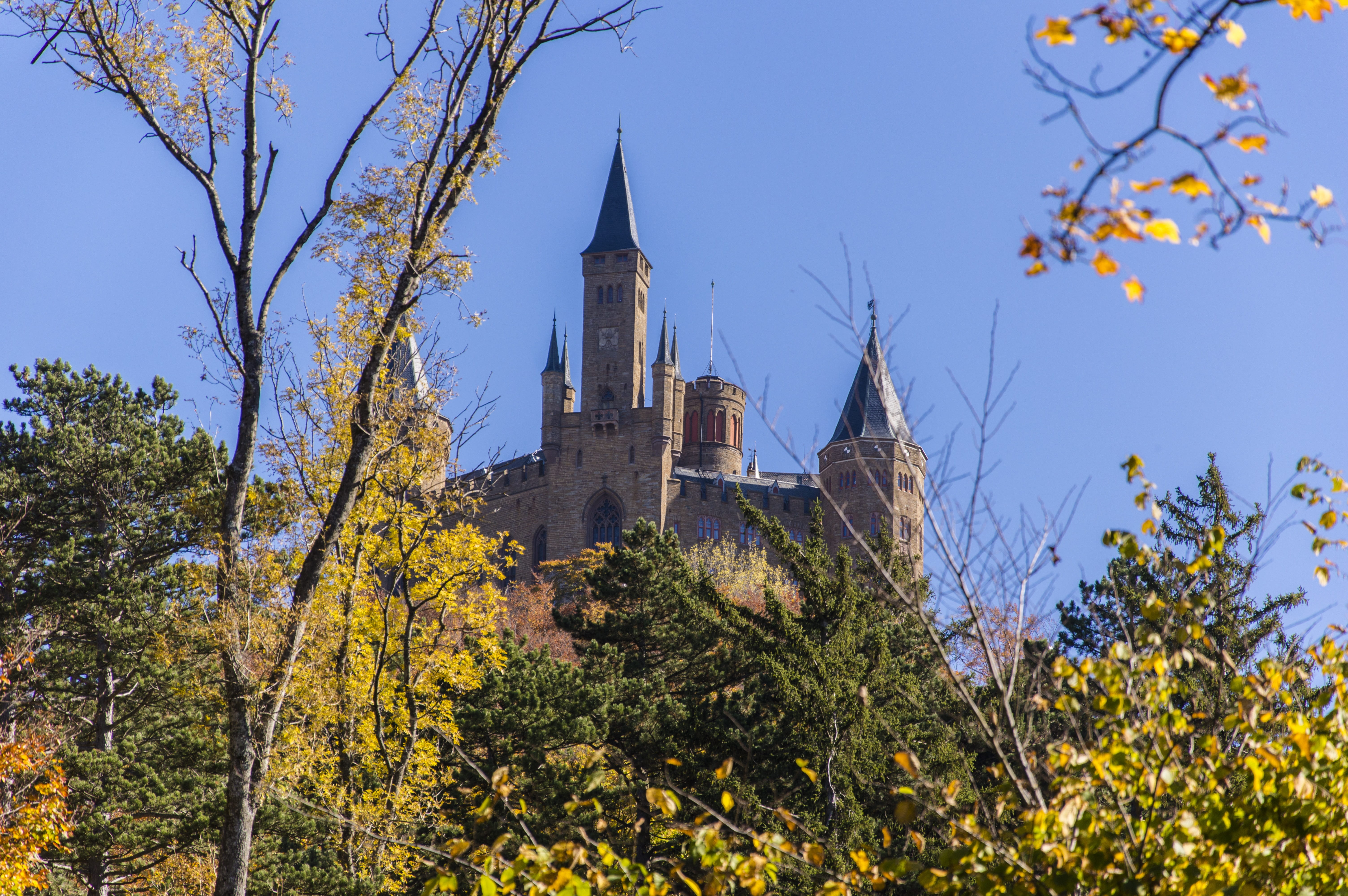 branch, good view, built structure, ancestral castle, 5K, autumn, hohenzollern, german imperial house, no people, plant, castle, outdoors, germany, low angle view, HD Wallpaper