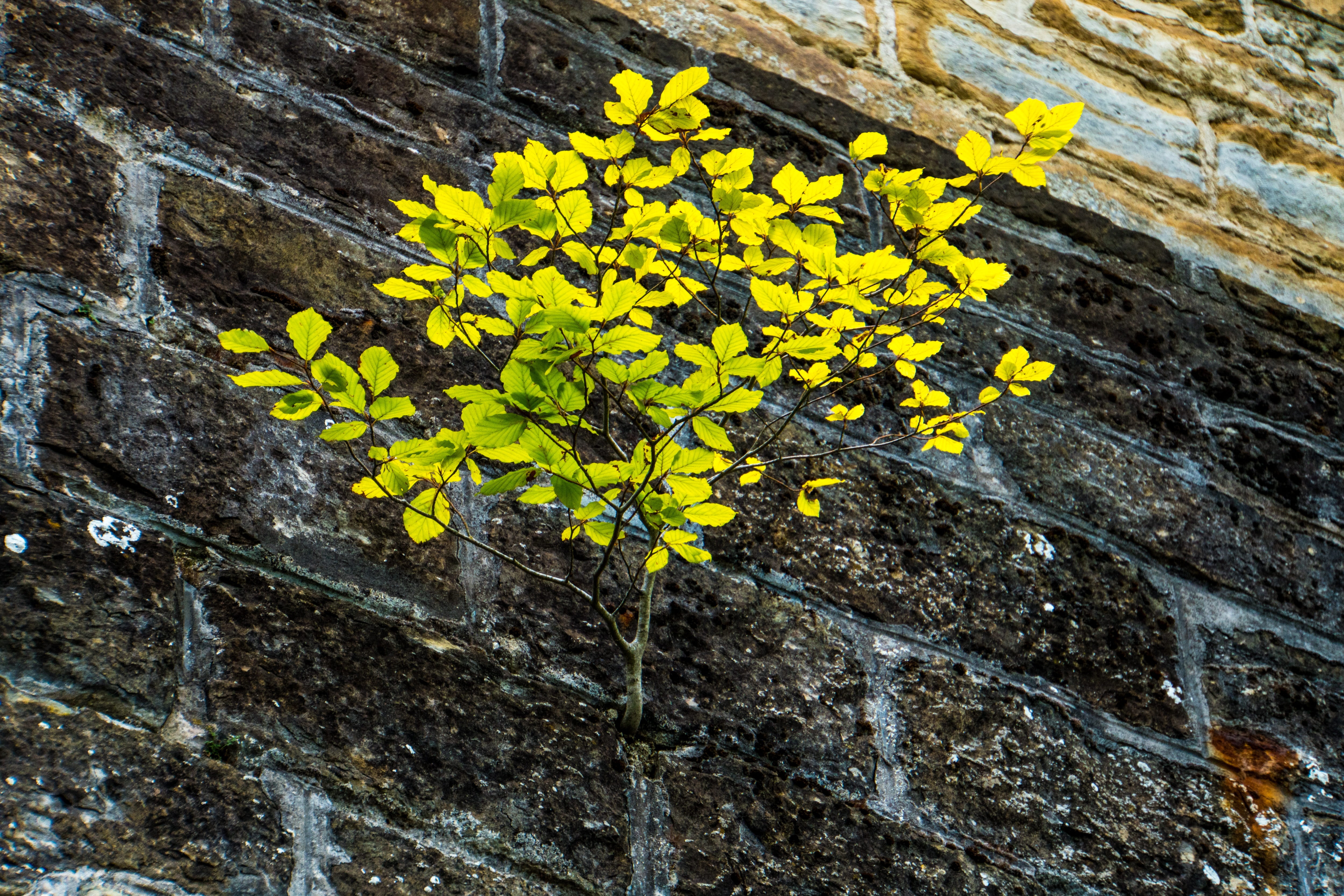 branch, wall - building feature, zollern, plant part, wall, rough, places of interest, outdoors, nature, castle wall, castle, lichen, 4K, fortress, vulnerability, HD Wallpaper