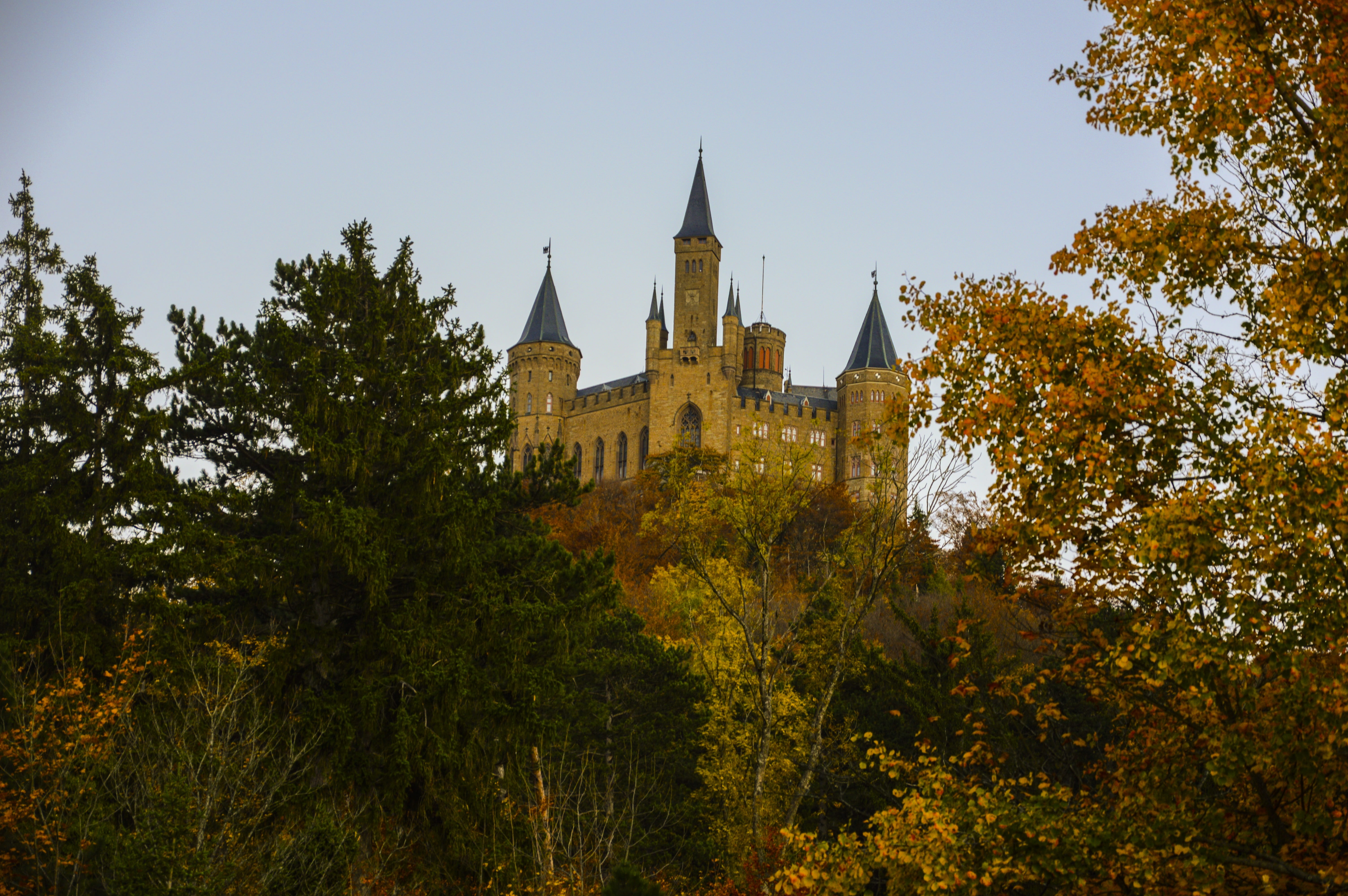government, hohenzollern castle, baden württemberg, tree, autumn, spire, architecture, zollernalb, low angle view, outdoors, hechingen, wall, 5K, sky, HD Wallpaper