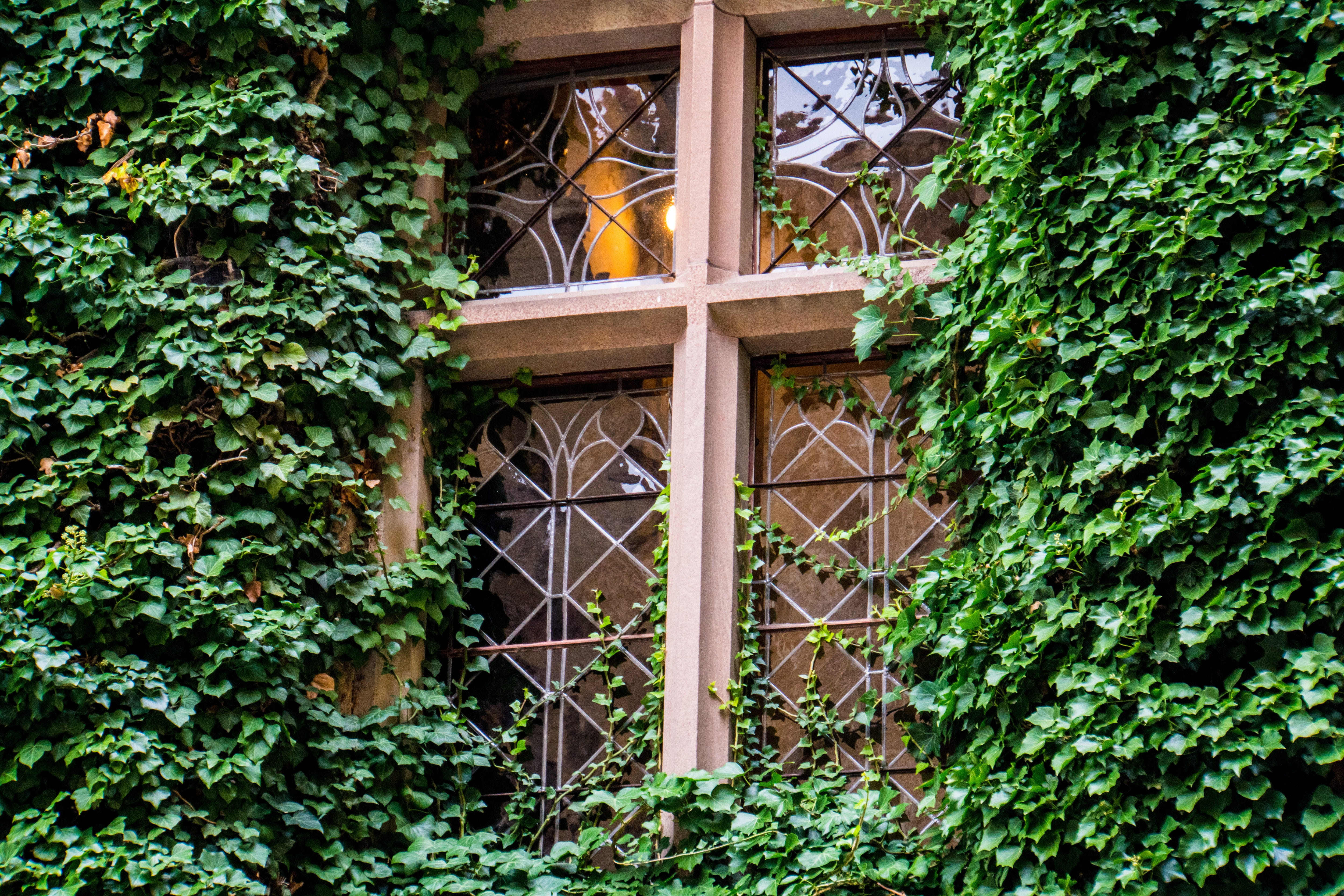 castle, closed, zollern, fortress, window, wood - material, hohenzollern, building, architecture, plant part, eaves, low angle view, places of interest, HD Wallpaper