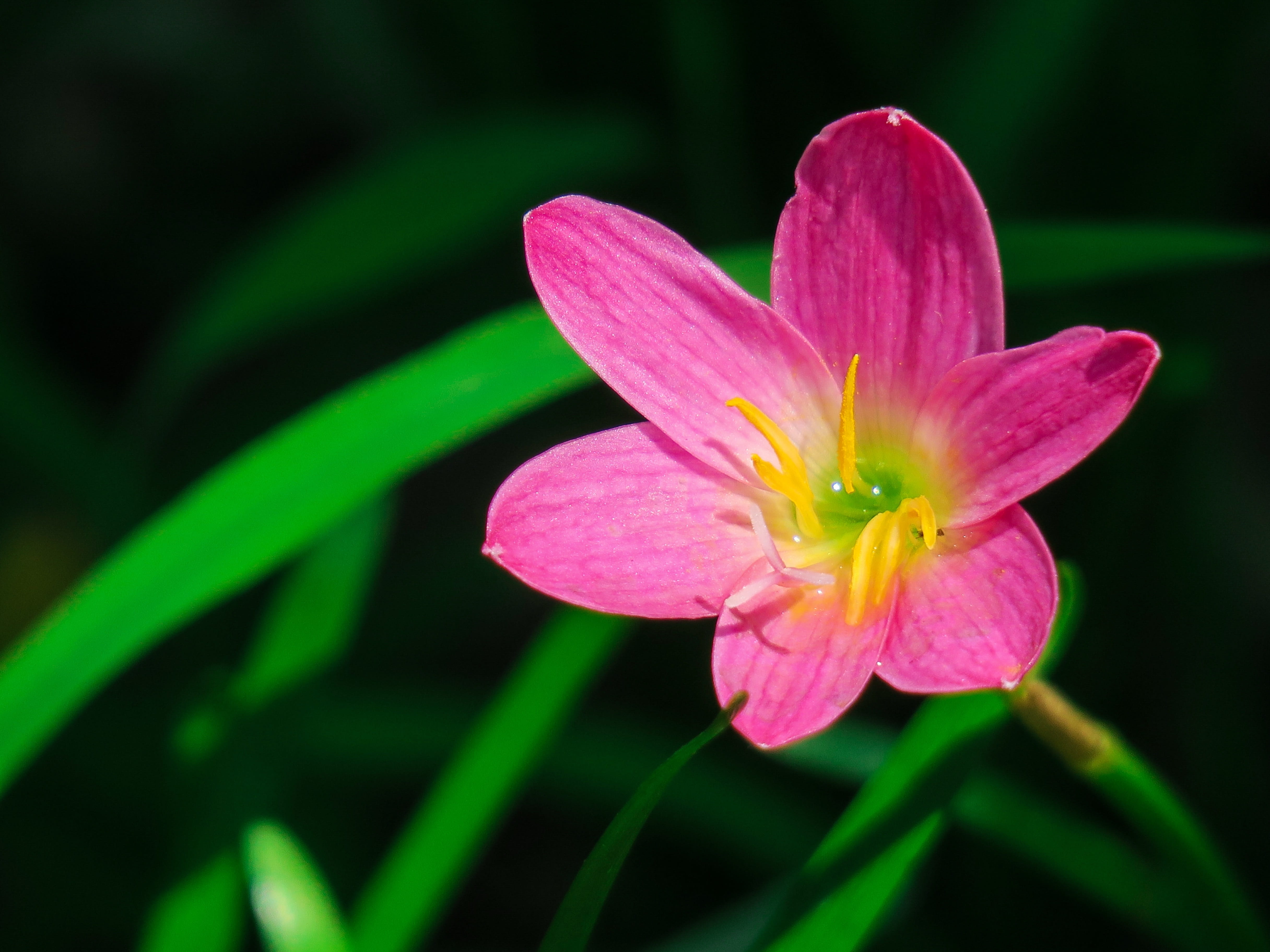 outdoors, lycoris radiata section, freshness, rain lily, fragility, rain, leaf, beauty, plant, nature, gardening, springtime, green, stormy blue, leek orchid, HD Wallpaper