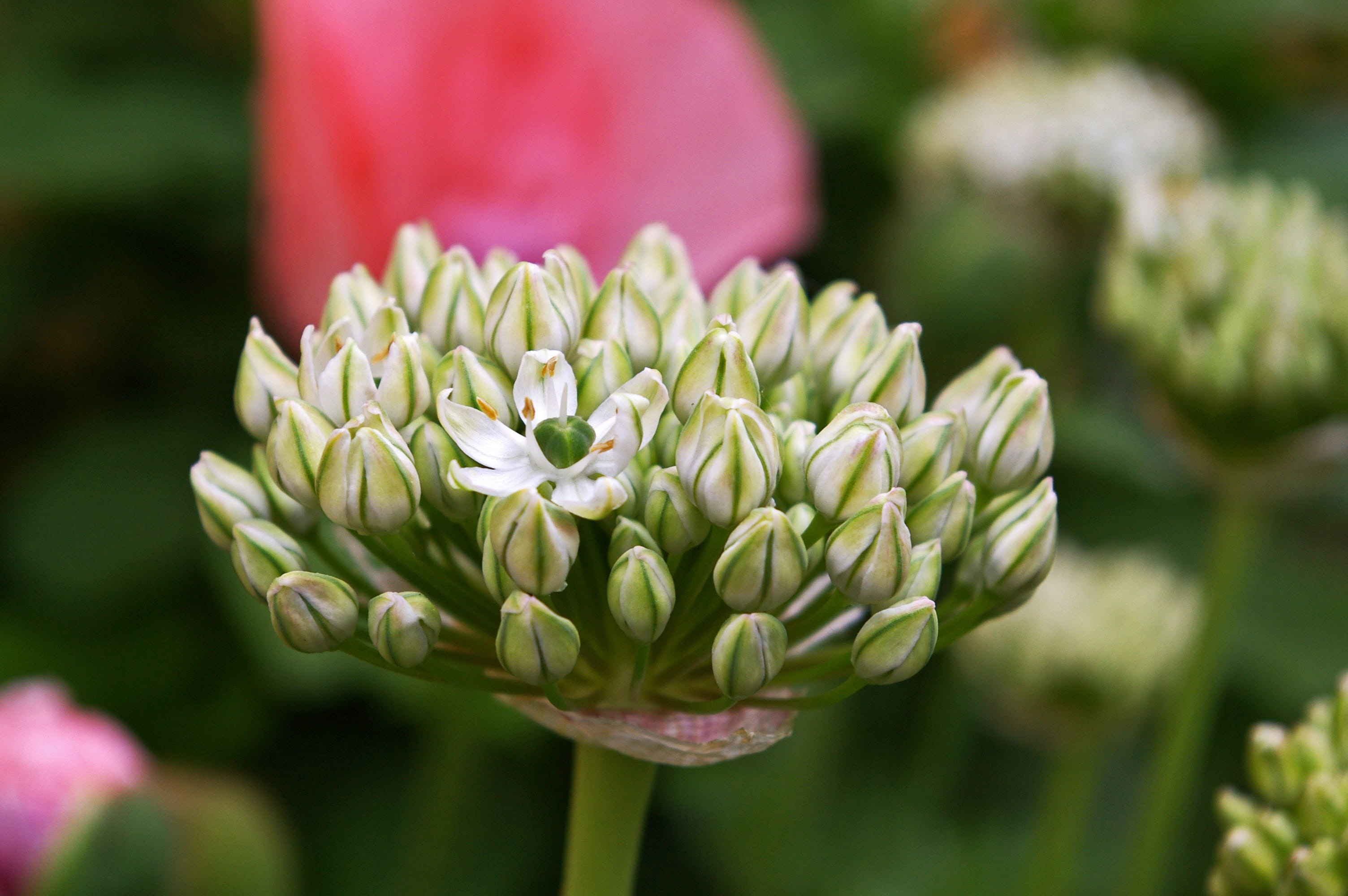 flowering plant, artichoke, flower arrangement, botany, blossom, no people, white, green Color, ball leek, freshness, bunch of flowers, 2K, springtime, HD Wallpaper
