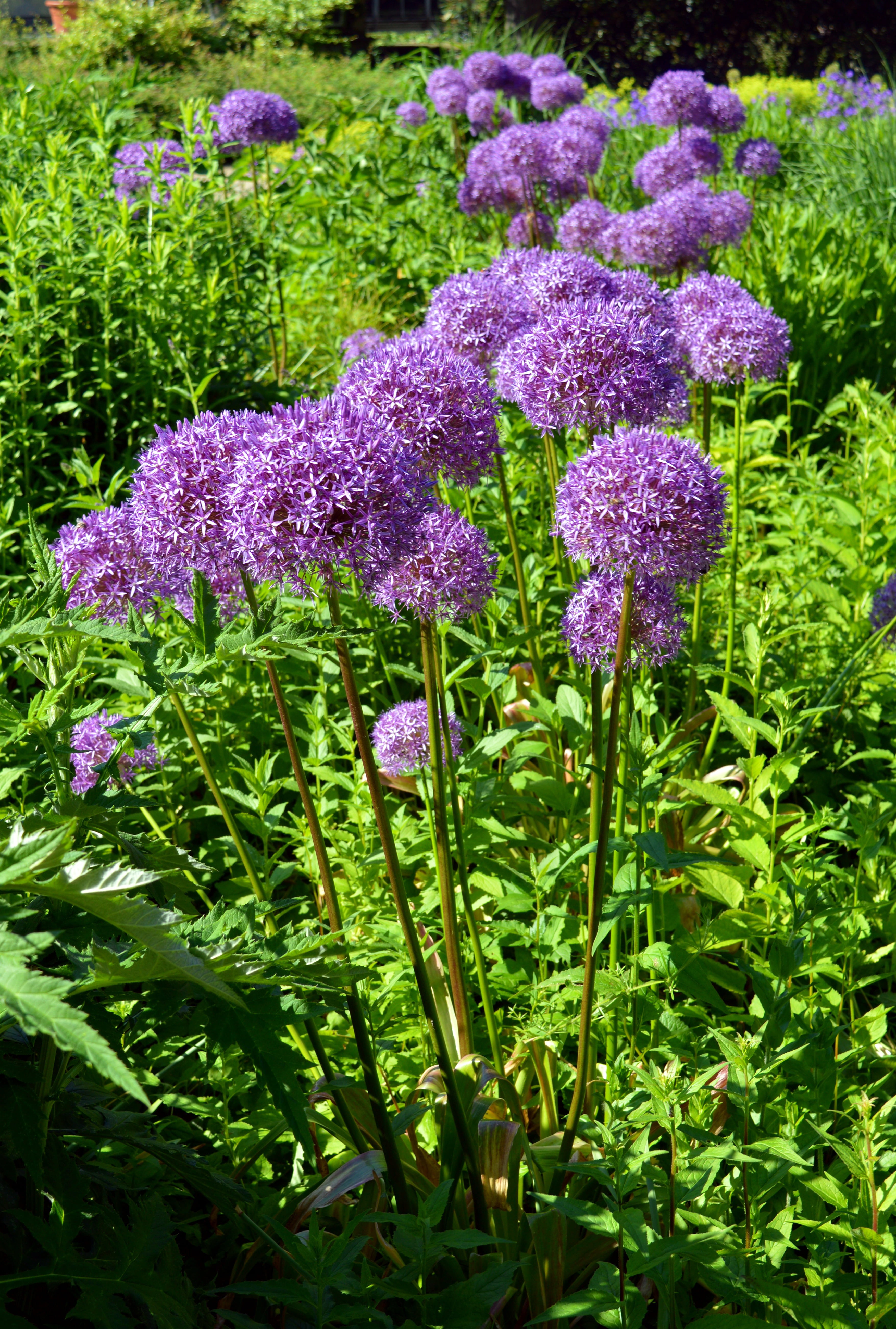 allium, ornamental onion, giant allium, day, zwiebelpflanze, flower head, summer, plant part, field, leek greenhouse, softness, 5K, ball leek, ornamental plant, Phone HD Wallpaper