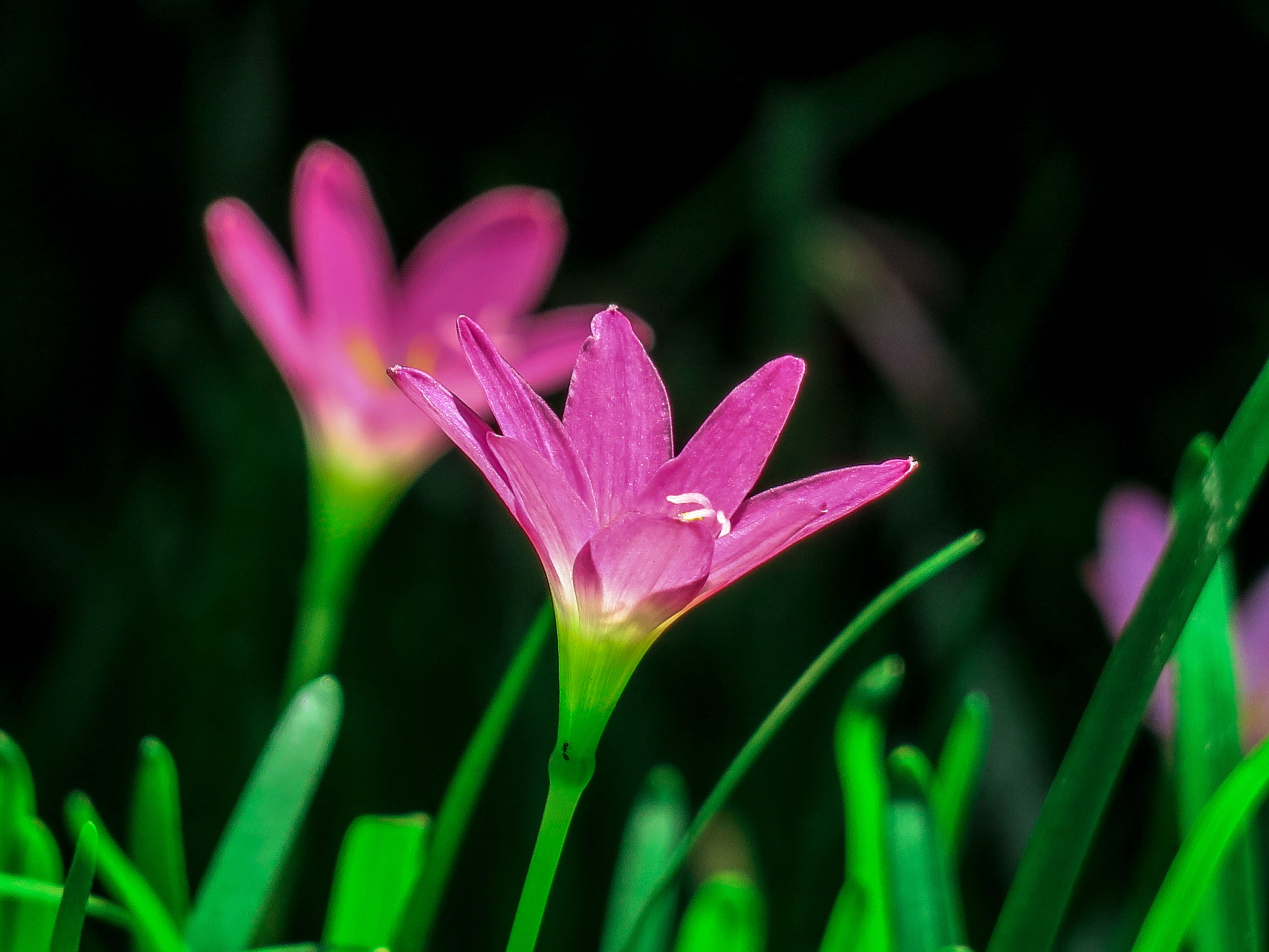 flowering plant, wind, onion blue, flower, outdoors, blue, mark, vulnerability, beauty in nature, lycoris radiata section, atamasco, hong kong, focus on foreground, HD Wallpaper