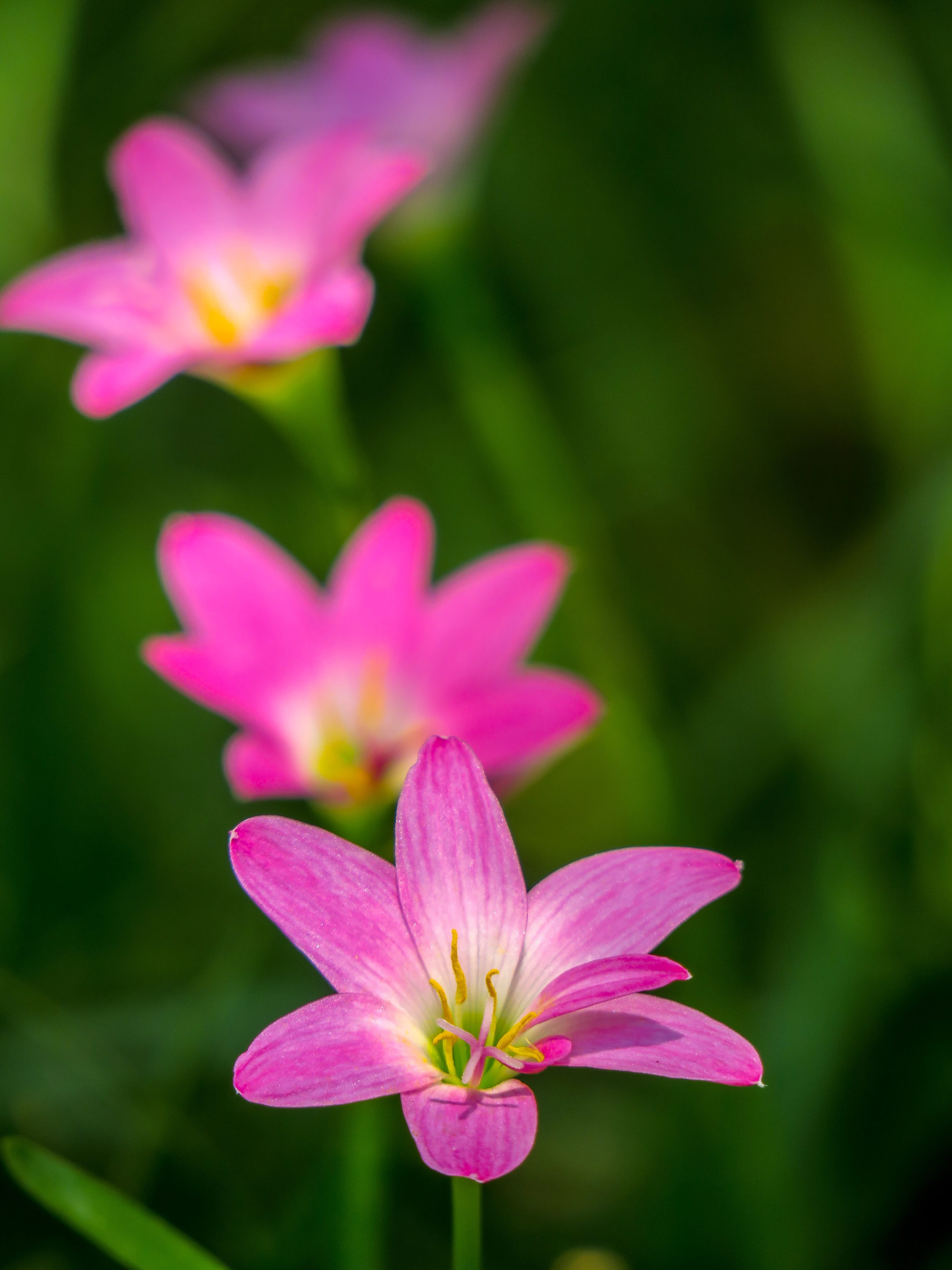 beauty in nature, onion blue, hong kong, wild flowers, close-up, beauty, flower, rain, growth, atamasco, flower head, vulnerability, pink color, pink red, Phone HD Wallpaper