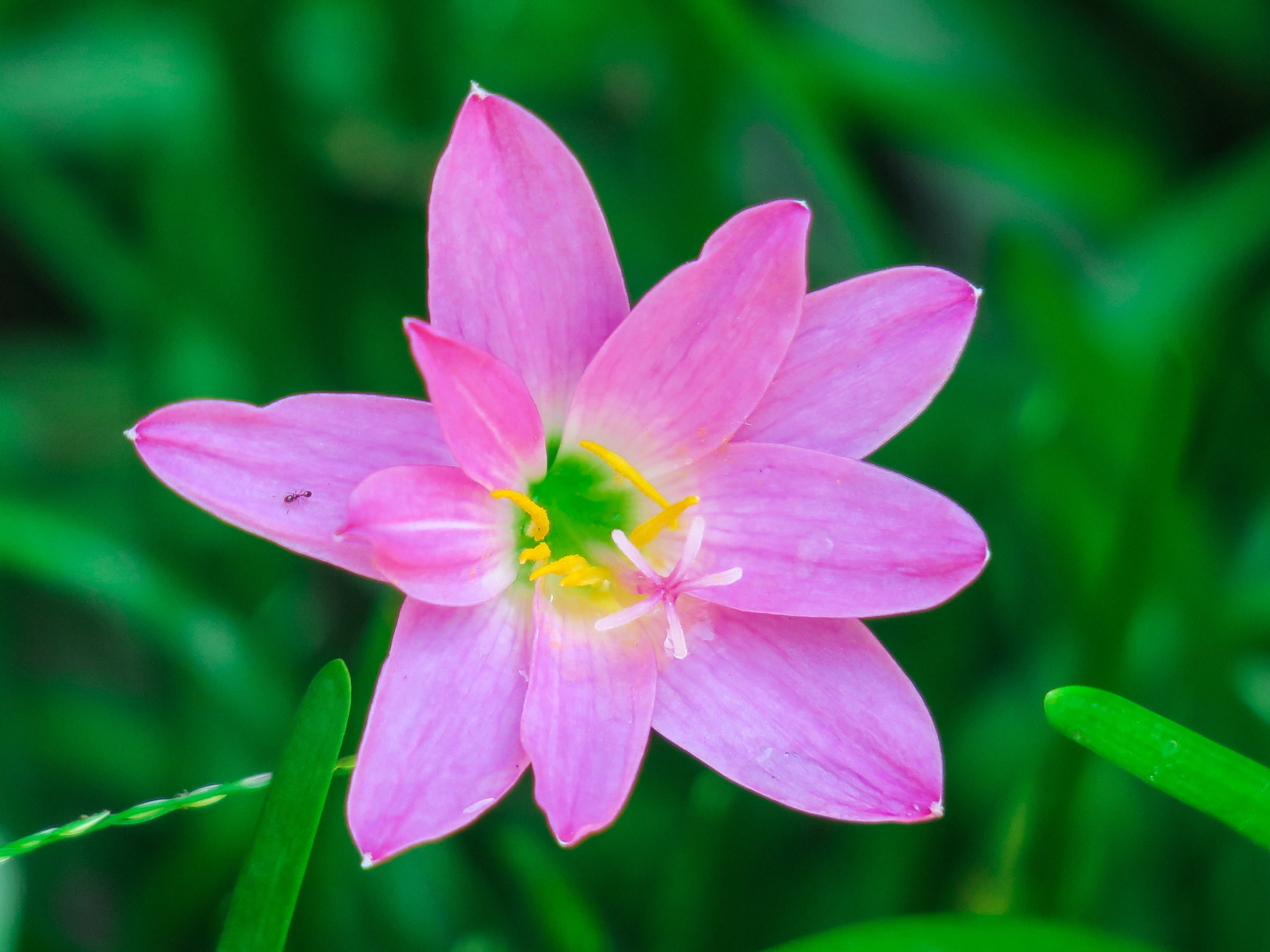 onion blue, vulnerability, purple, outdoors, leek orchid, petal, pink red, rain lily, stormy blue, day, atamasco, growth, springtime, wind, nature, flowering plant, HD Wallpaper