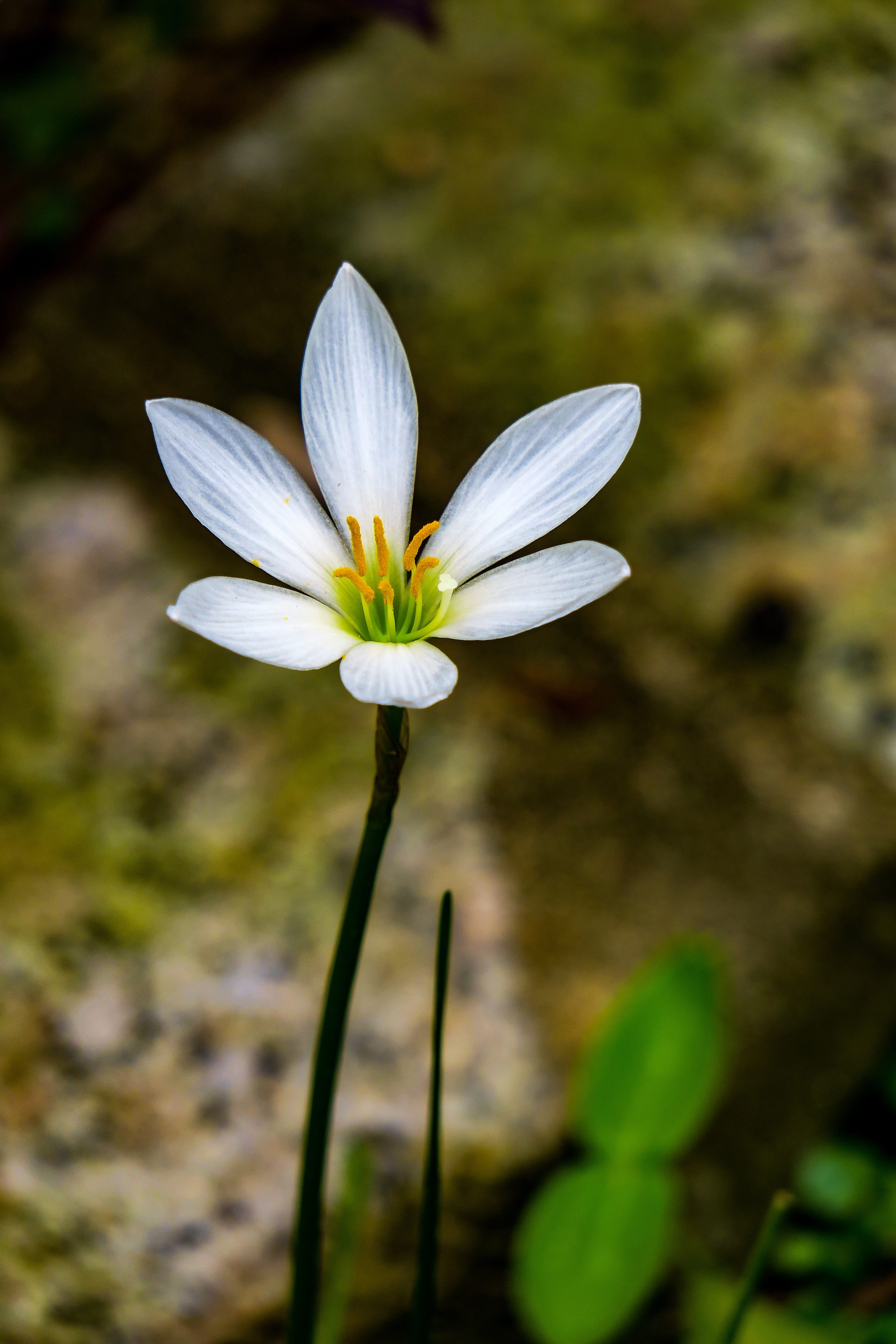 nature, rain lily, stormy blue, plant stem, day, hong kong, rain, flower, pollen, fragility, no people, white color, vulnerability, white, inflorescence, Phone HD Wallpaper