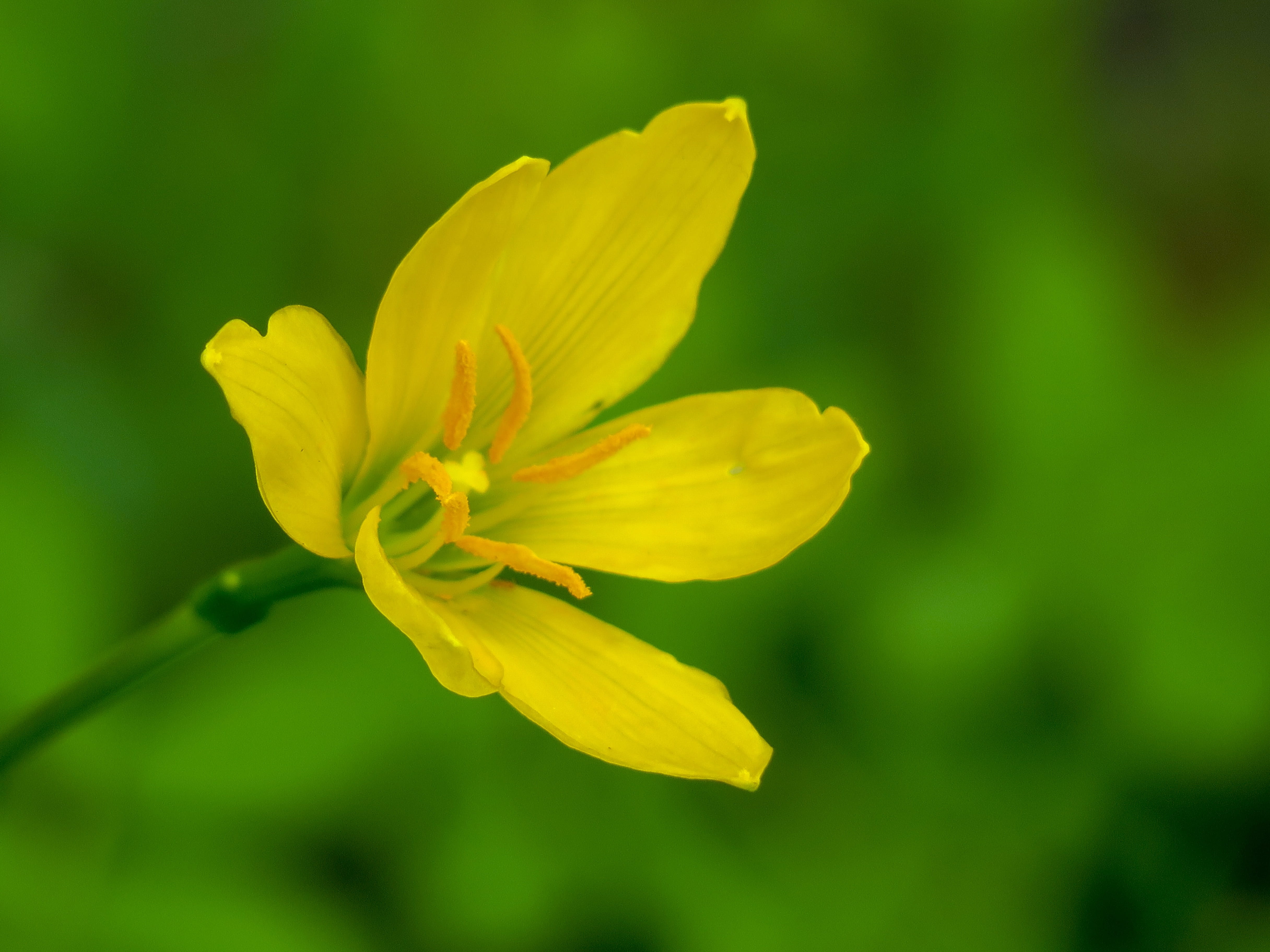 leek orchid, beauty in nature, beauty, freshness, focus on foreground, onion blue, close-up, natural, flower head, green, stormy blue, chuang 蓮, inflorescence, HD Wallpaper