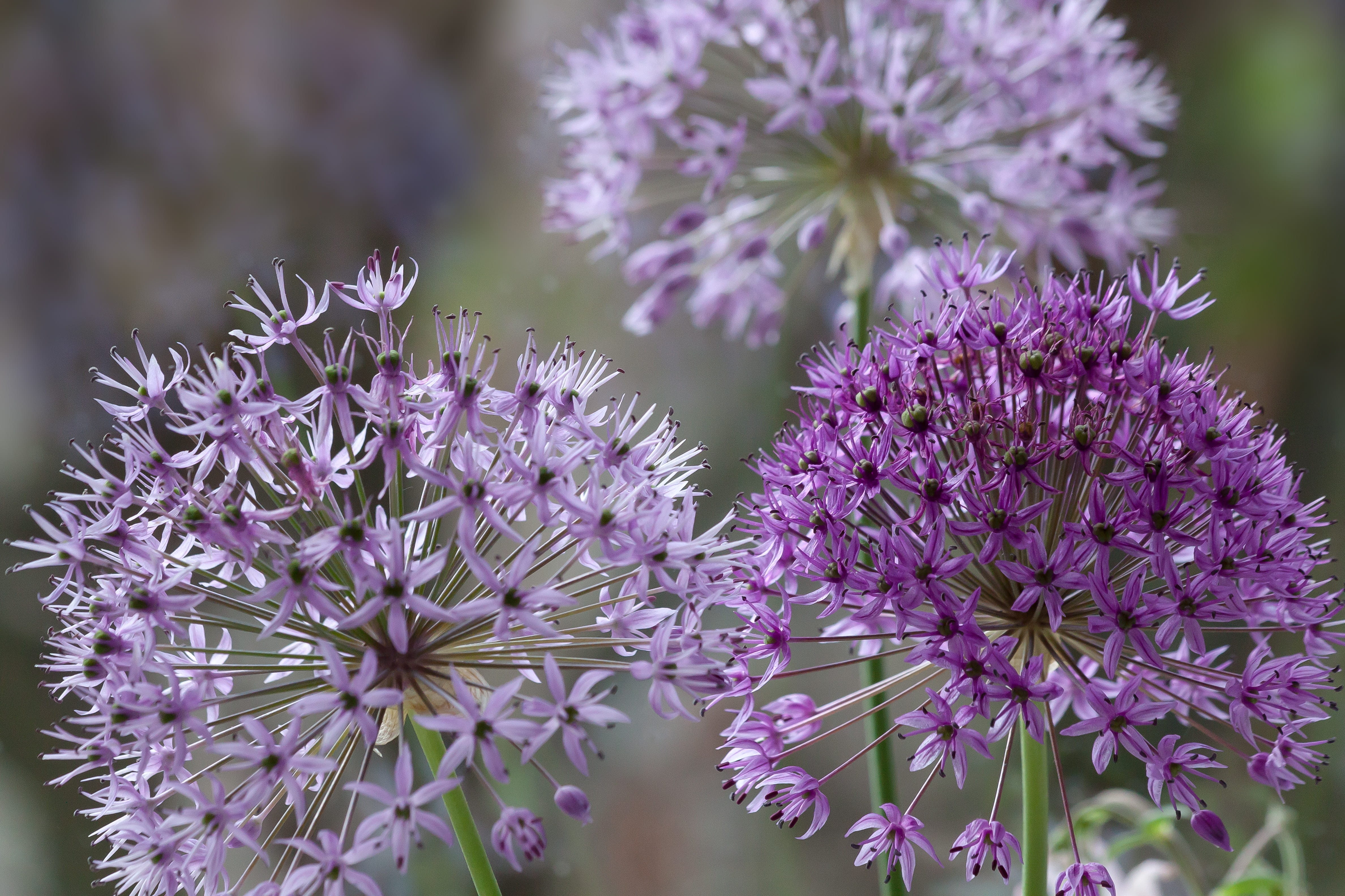 flower ball, lavender, leek flower, ball leek, petal, flower balls, selective focus, ornamental onion, day, nature, freshness, selective, fragility, petaled, HD Wallpaper