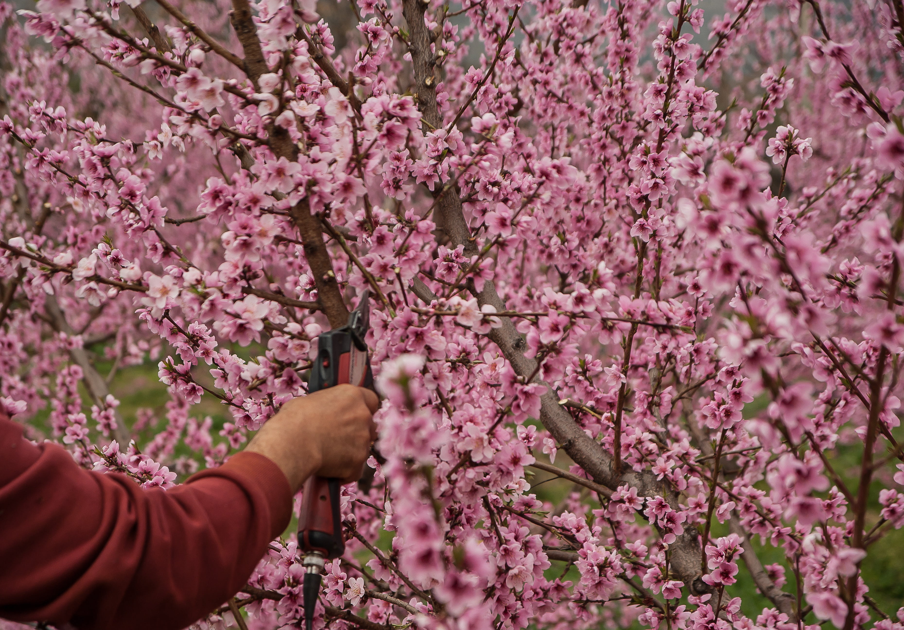flower Head, plant, secateur, outdoors, springtime, flower, cherry blossom, growth, cherry tree, one person, branch, holding, beauty in nature, fragility, HD Wallpaper