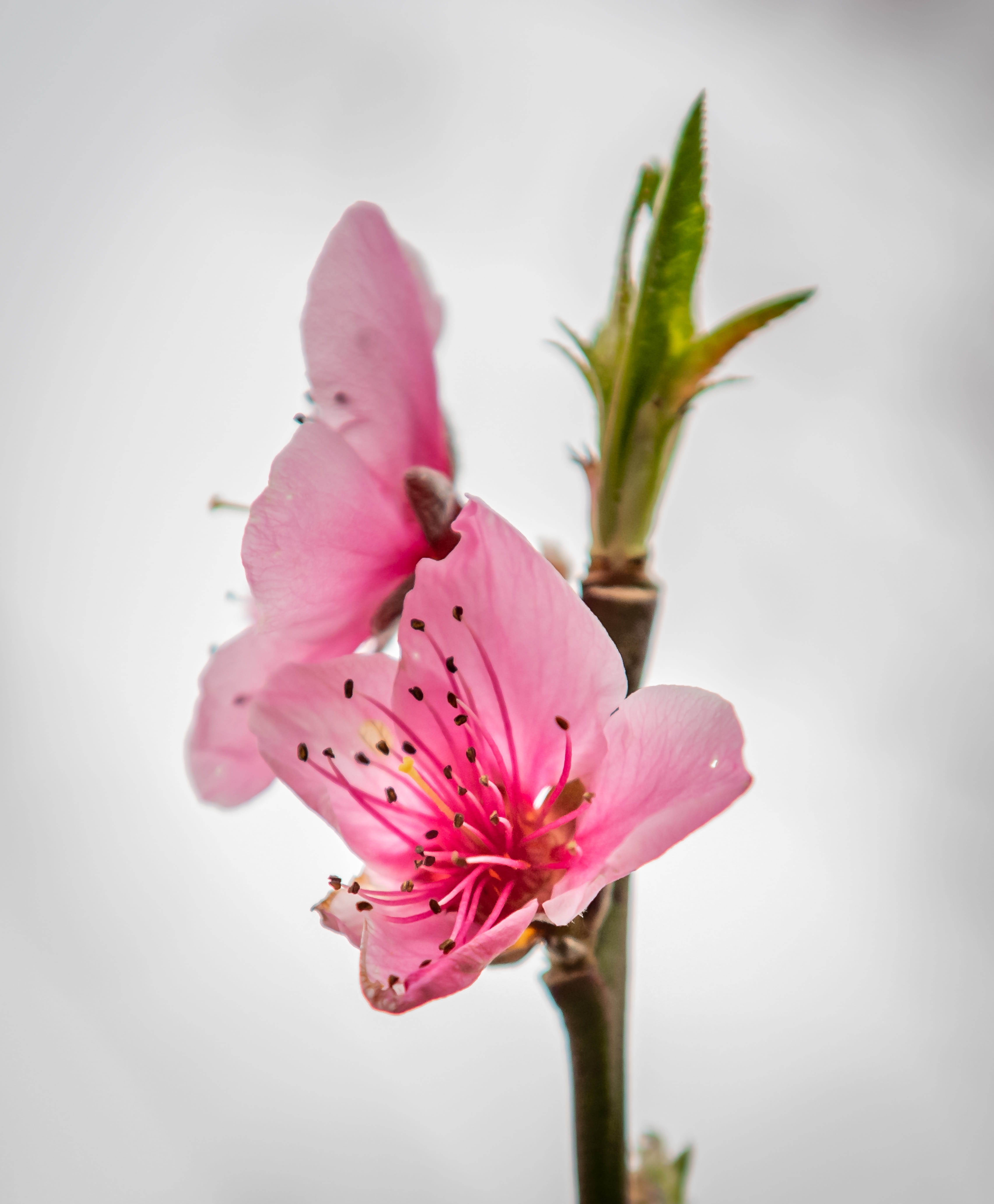 5K, stamen, pink, botany, bloom, flower head, petal, pollen, plant stem, spring, beauty in nature, peach blossom, flowering plant, branch, springtime, Phone HD Wallpaper