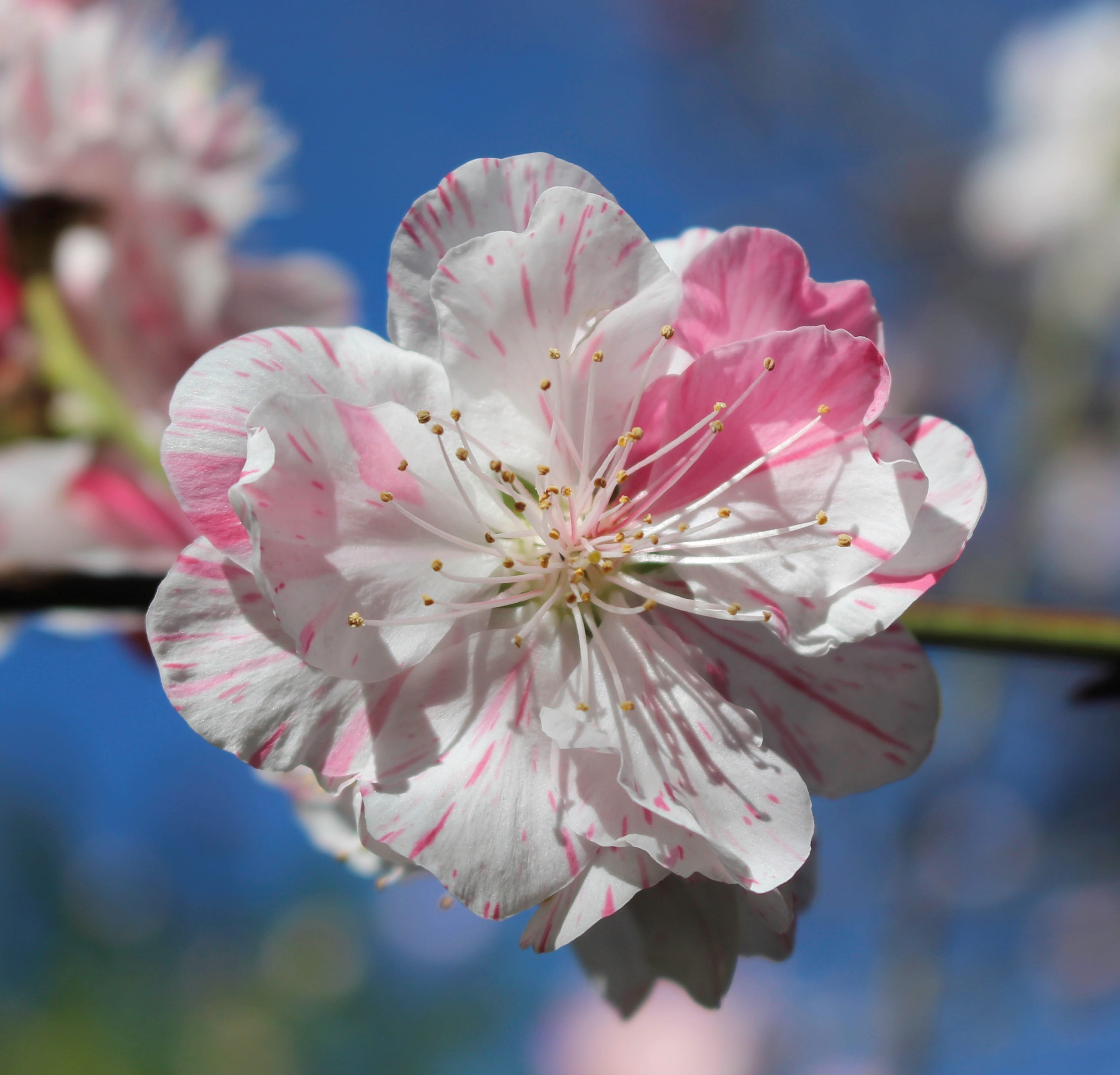 plum blossom, day, peach blossom, petal, flower, white, stamen, 2K, flower head, freshness, pink, close-up, outdoors, beauty in nature, patterned, vulnerability, HD Wallpaper