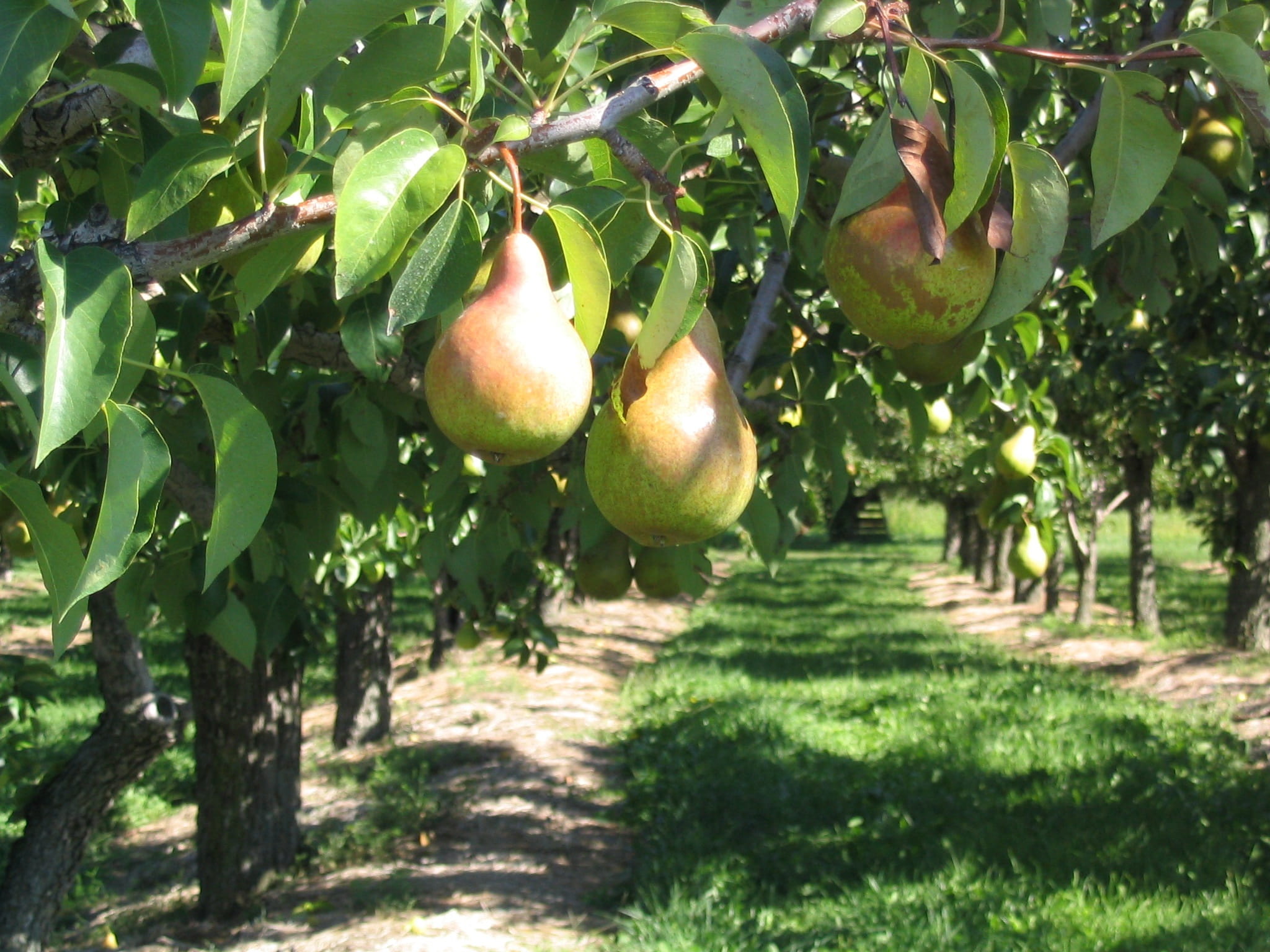 Pear, outdoors, 1080P, Branch, apple - fruit, fruit tree, agriculture, no people, Orchard, food, canada, beauty in nature, growth, sunlight, green, tree, HD Wallpaper
