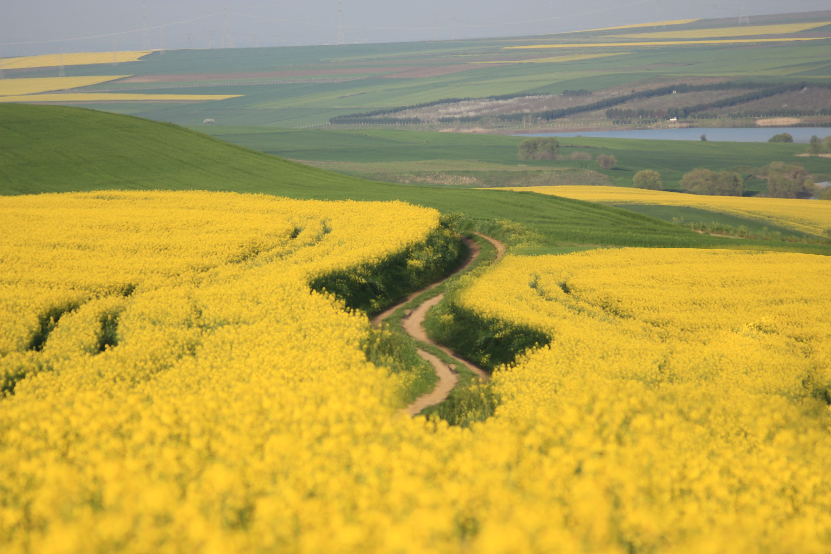 landscape, nature, forest, land, beauty in nature, sunny, springtime, no people, green, country, farm, live, natural, fields, rural scene, agriculture, HD Wallpaper
