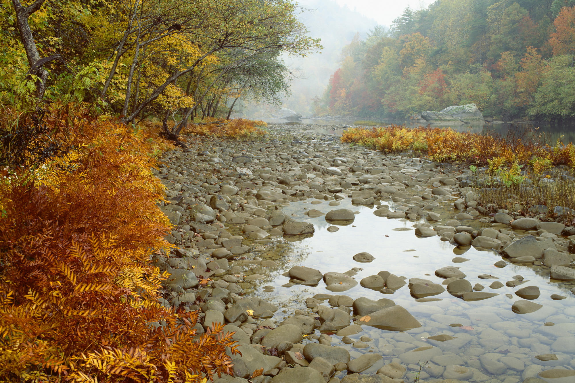nature, natural condition, rock, growth, change, Fall Color And Rising Mist On The Big South Fork River, plant part, tranquility, autumn, autumn collection, HD Wallpaper