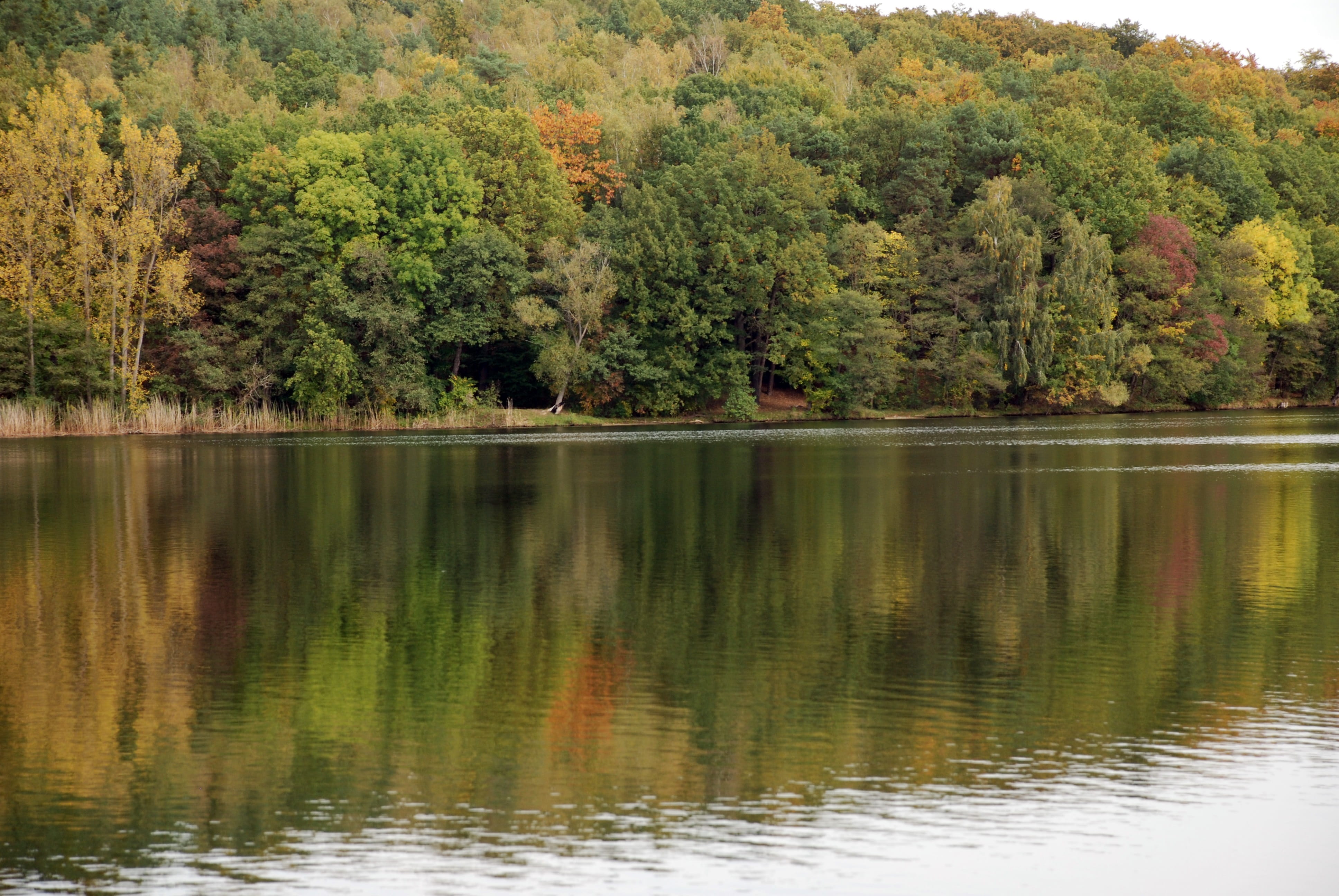 forest, Autumn, color Image, tranquil Scene, green Color, growth, plant, 4K, landscapes, beauty In Nature, non-urban scene, river, reflection, Schwerin, HD Wallpaper