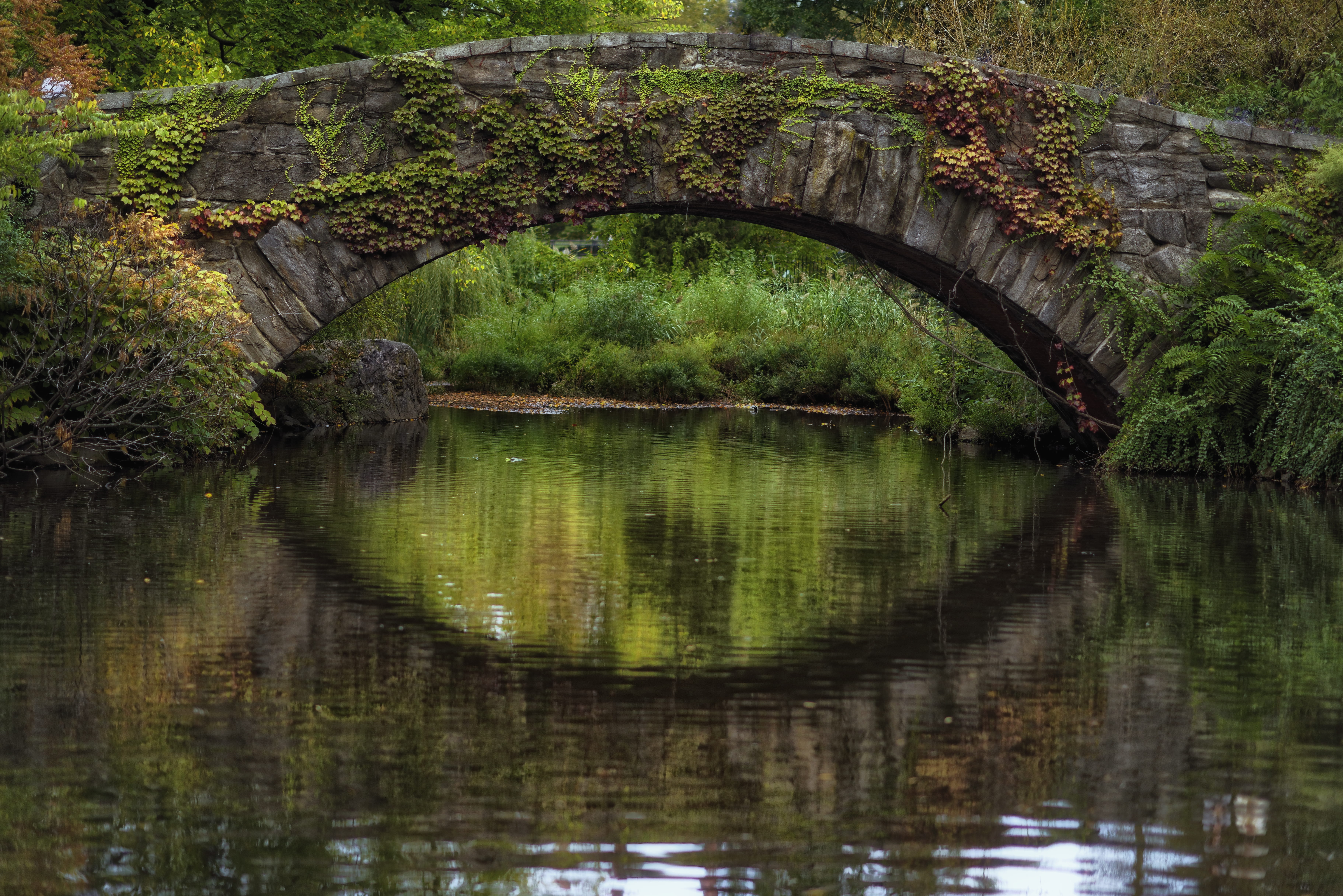 ny, central park, united states, bridges, bridge, reflection, nature, beauty in nature, usa, connection, waterfront, new york, river, 5K, arch bridge, HD Wallpaper