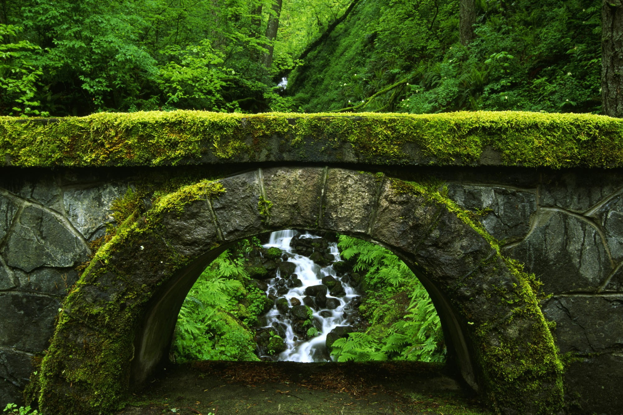 wet, bridge, arch, moss, forest, stream, green, rocks, 1080P, stones, HD Wallpaper