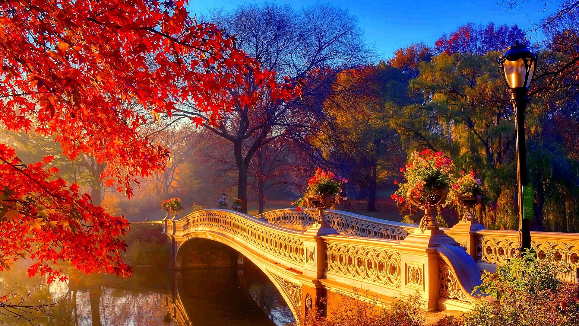leaves, street, road, evening, bridge - man made structure, no people, landmark, tourist attraction, park, canal, lighting equipment, branch, water, tree, HD Wallpaper