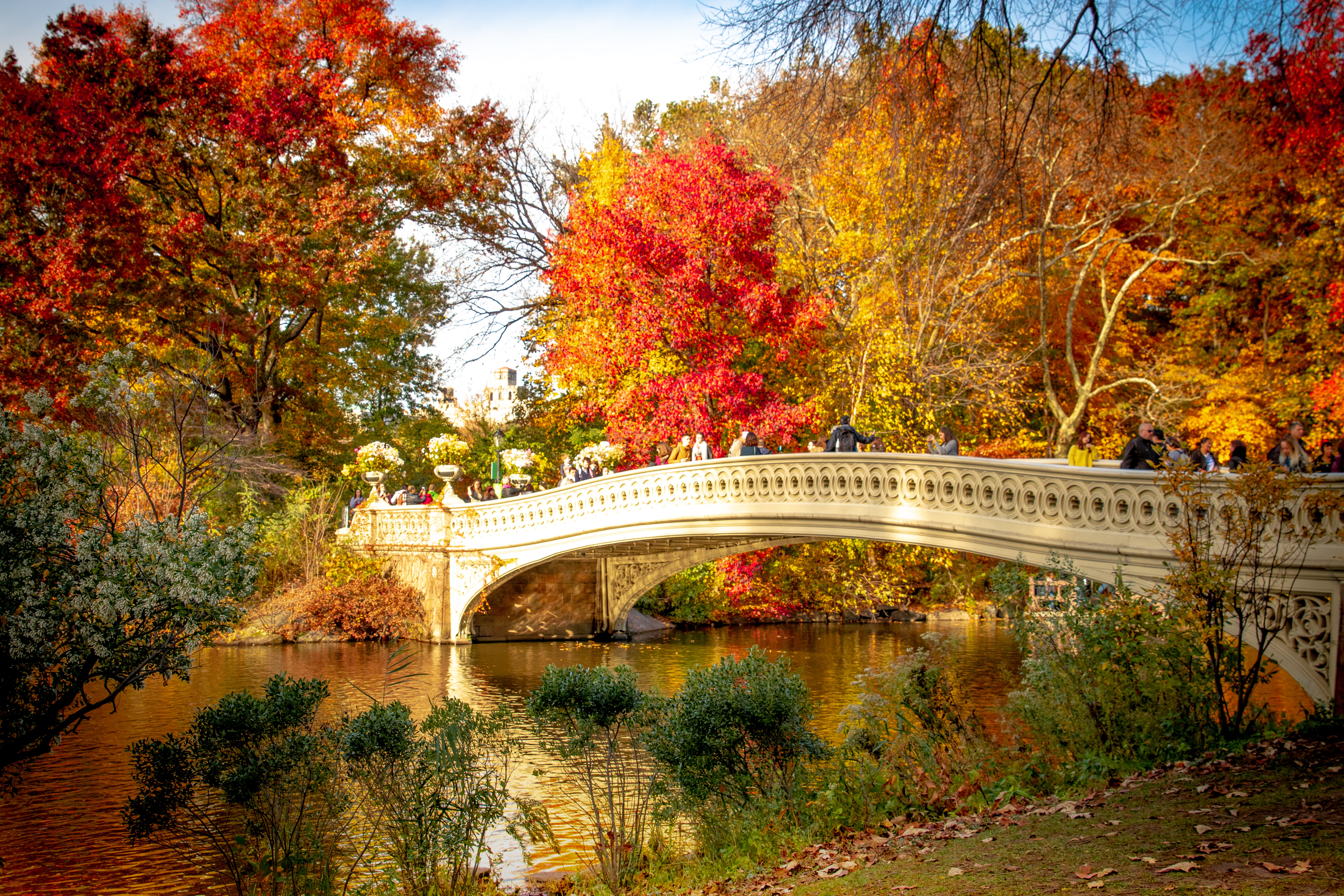 nature, lake, canal, bridge, growth, water, outdoors, autumn, central park, orange color, plant, park, footbridge, autumn collection, tree, new york, united states, HD Wallpaper