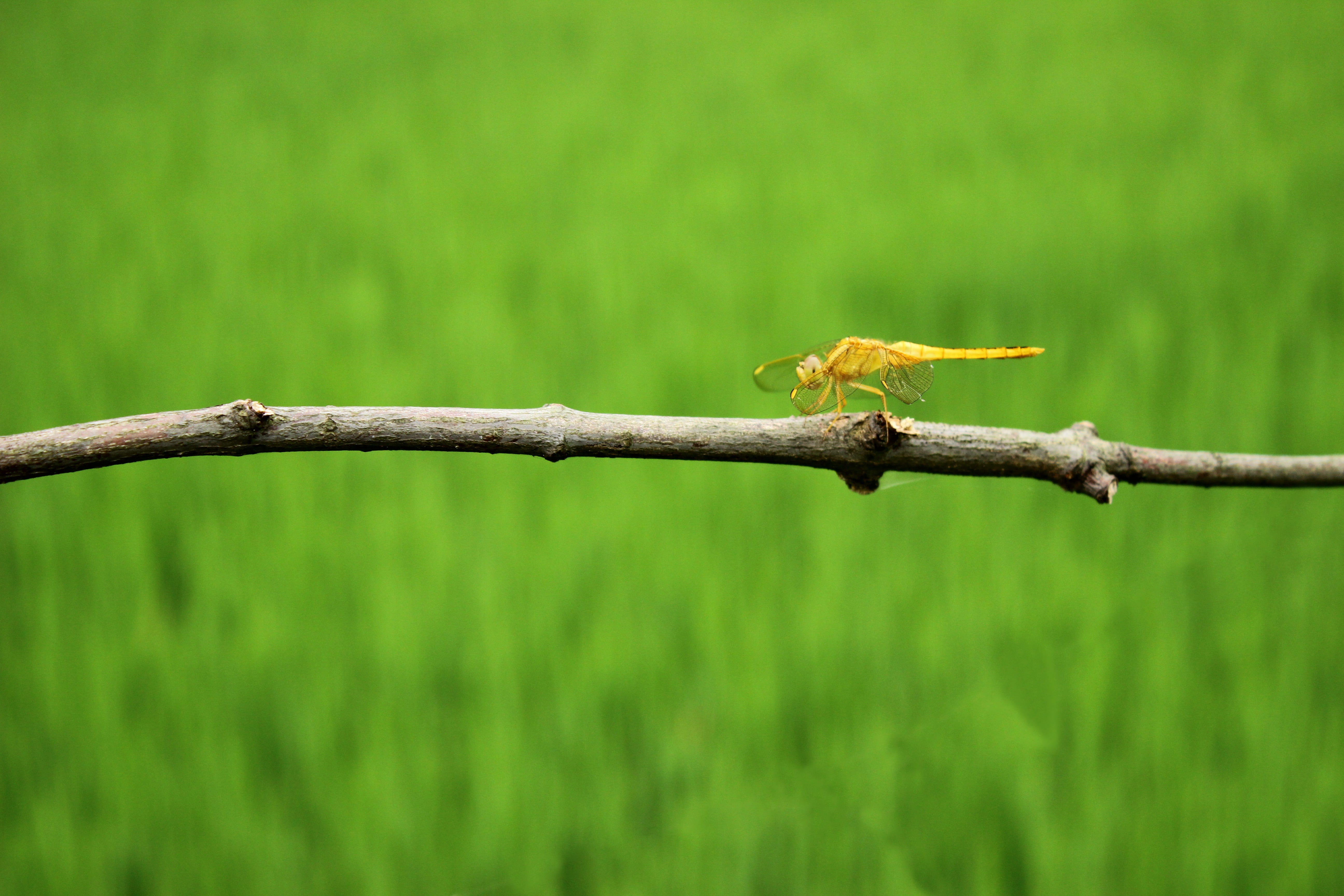 animal wildlife, animals in the wild, animal, green, selective focus, vertebrate, animal themes, bird, perching, focus on foreground, dragonfly, nature, HD Wallpaper