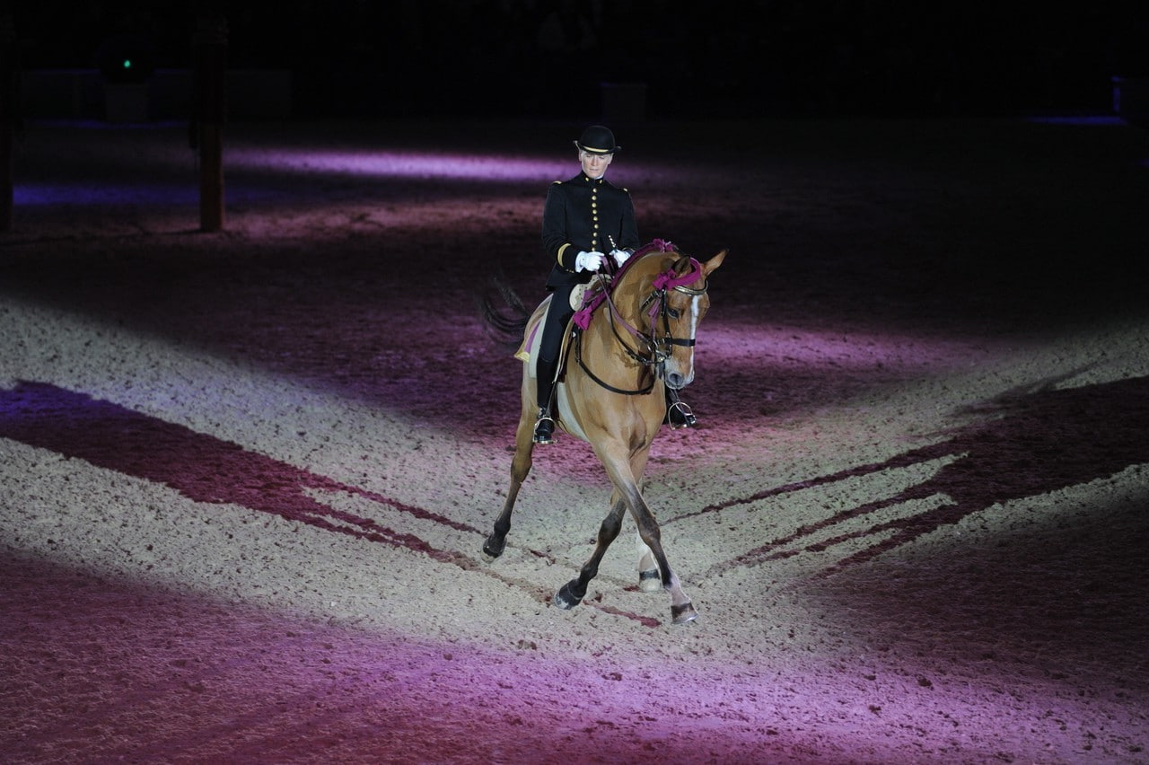 horse saumur equitation france, 720P, HD Wallpaper