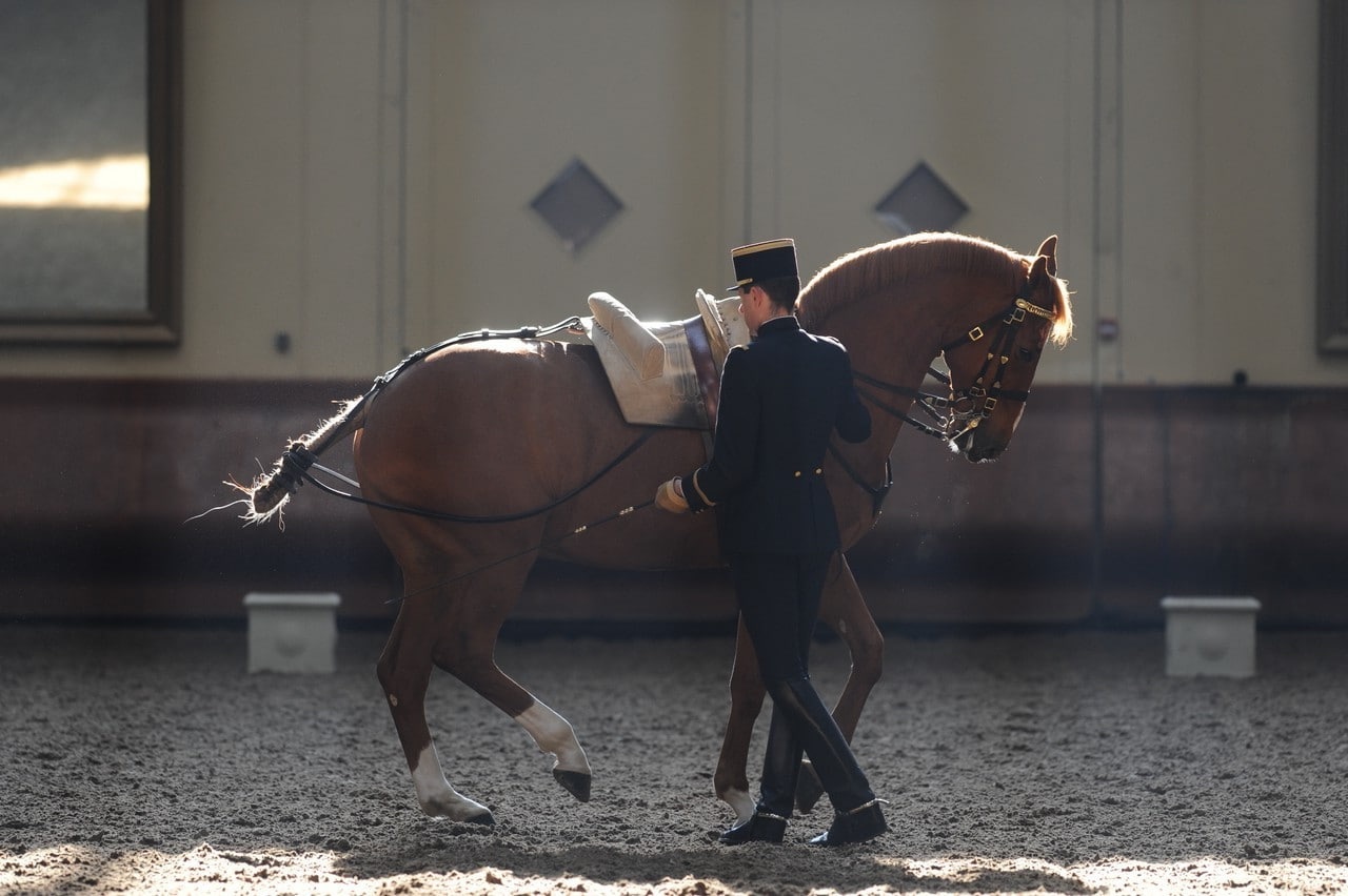 720P, Saumur, Equitation, France, horse, HD Wallpaper