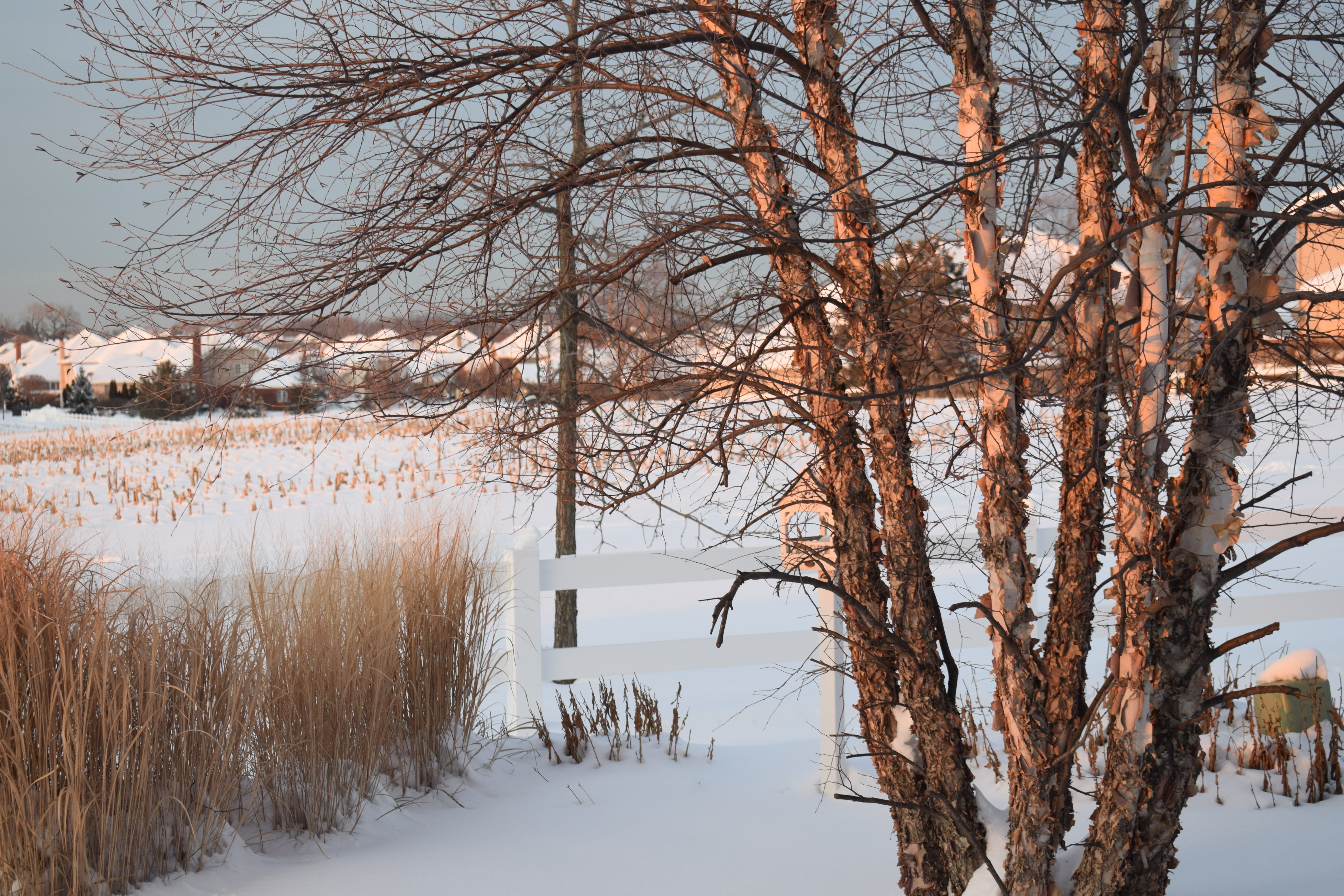 5K, scenics - nature, covering, building exterior, snow, bare tree, built structure, nature, architecture, winter, orland park, plant, fence, branch, beauty in nature, HD Wallpaper