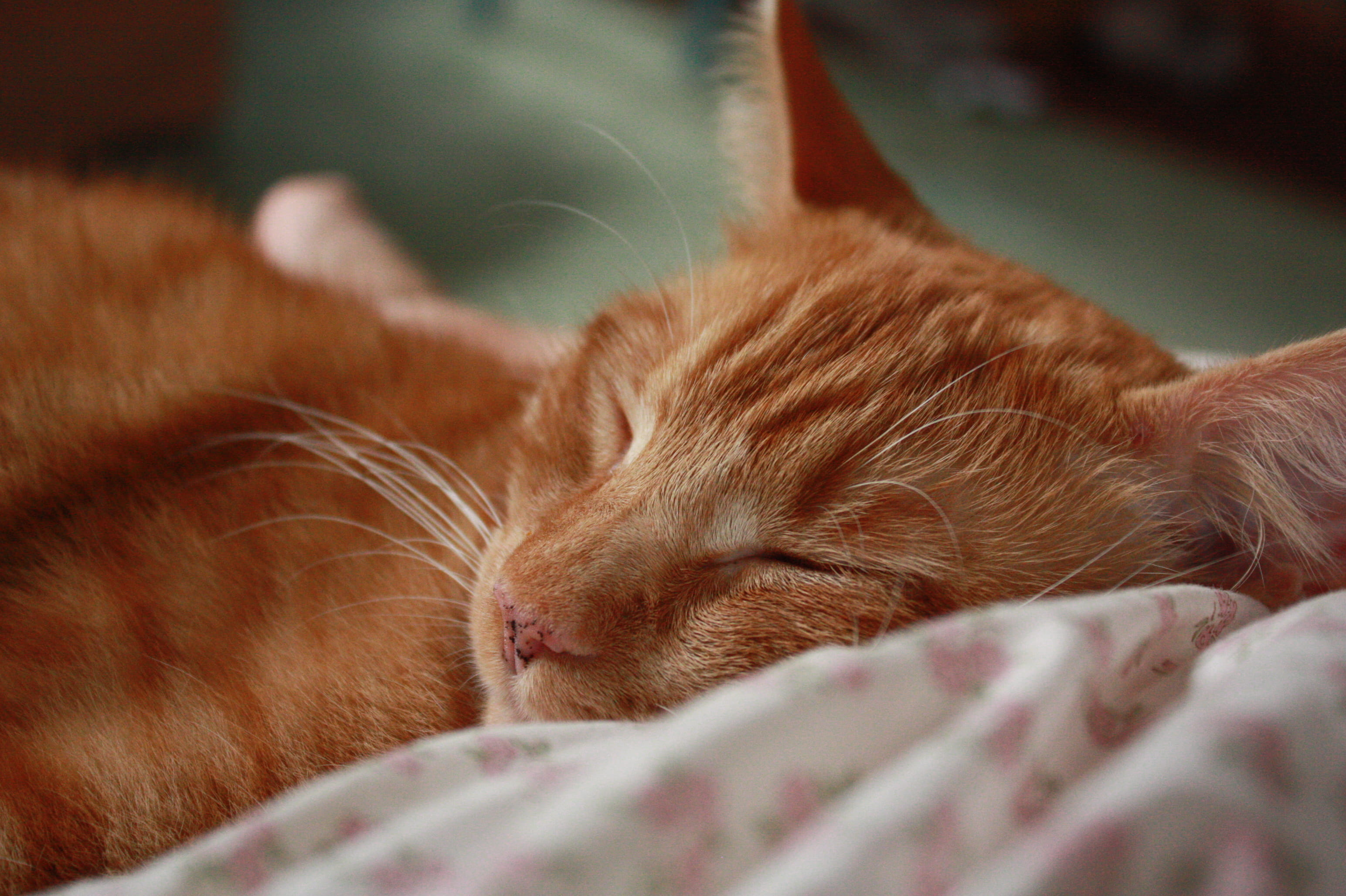 domestic, indoors, animal themes, close-up, cat, pets, one animal, united states, no people, napping, ginger cat, domestic cat, resting, cozy, mammal, orland, HD Wallpaper
