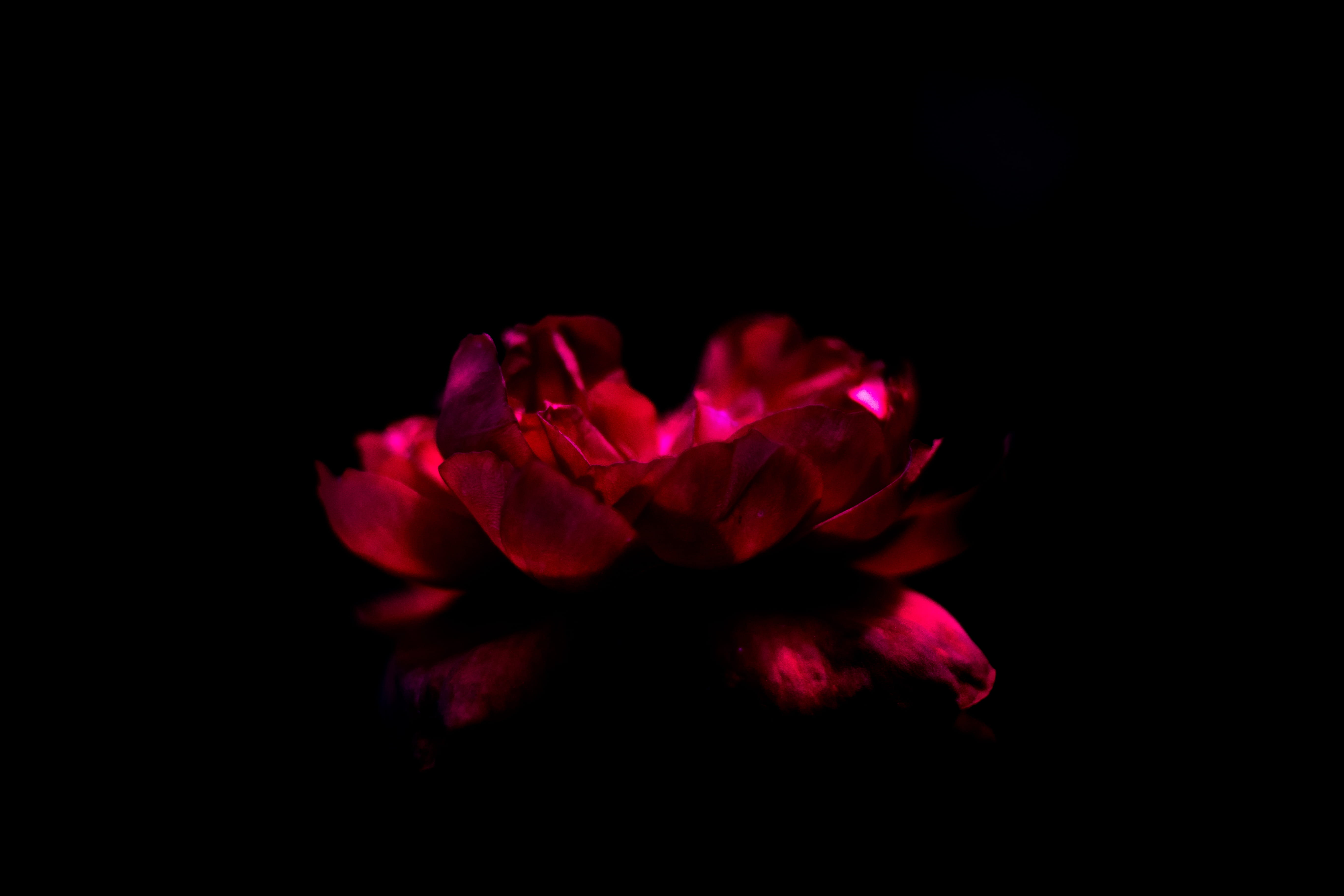 flower head, beauty in nature, flowering plant, petal, no people, red, rose, copy space, nature, 5K, fragility, freshness, black background, dramatic, HD Wallpaper