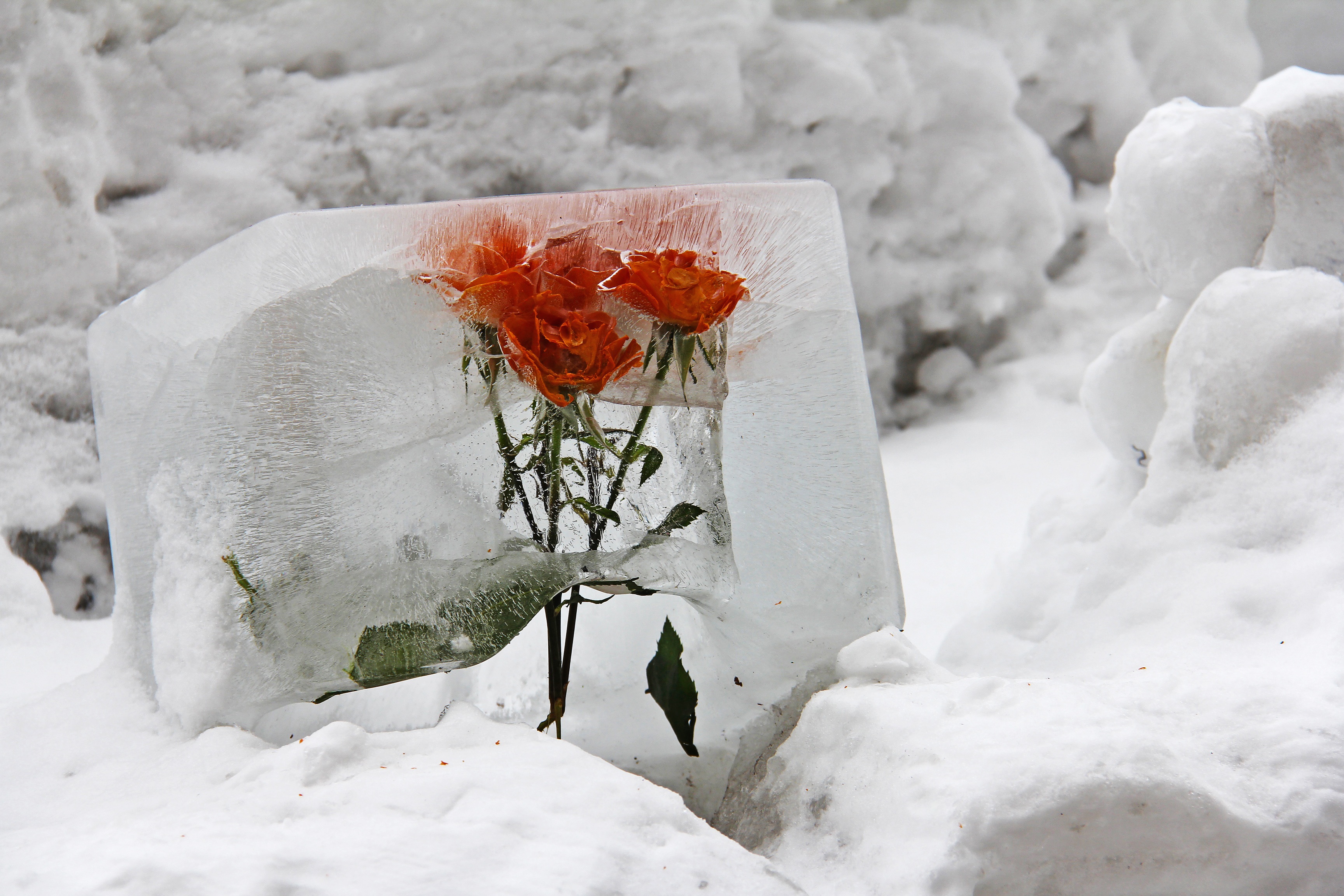 ice, close-up, rose, otaru, plant, hokkaido, day, 2K, flowering plant, no people, white color, sweet, red, flower, frost, environment, beauty in nature, HD Wallpaper