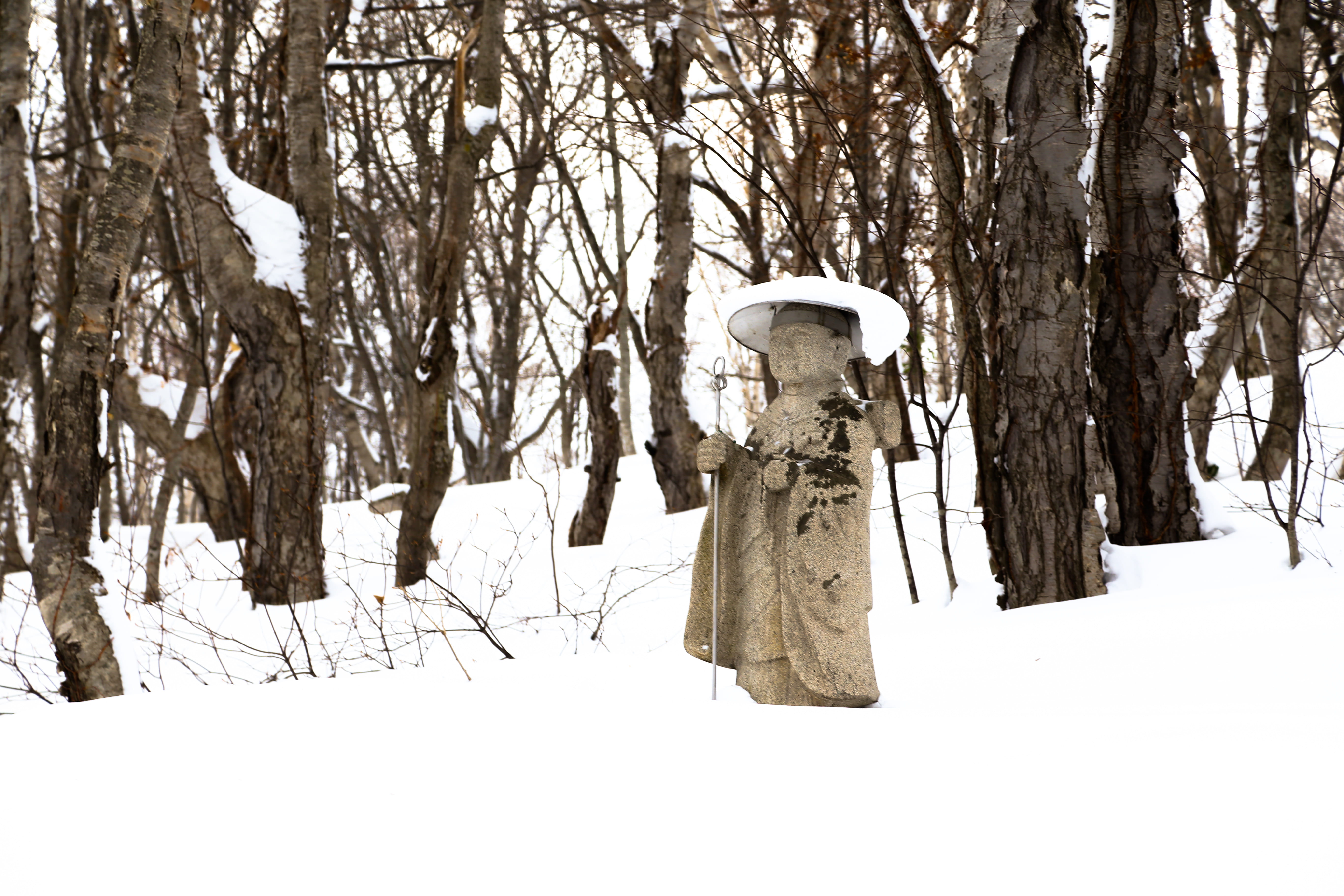 winter, one person, otarutenguyama shrine, outdoors, day, hokkaido, clothing, trunk, warm clothing, tree, japan, buddhism, otaru, land, tree trunk, covering, HD Wallpaper